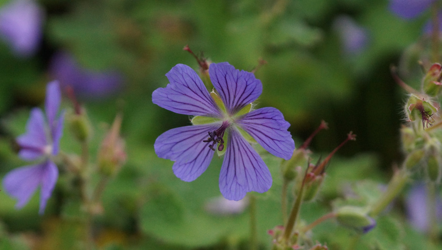 Geranium Renardii-Hybride 'Phillippe Vapelle' - Kaukasus-Storchschnabel