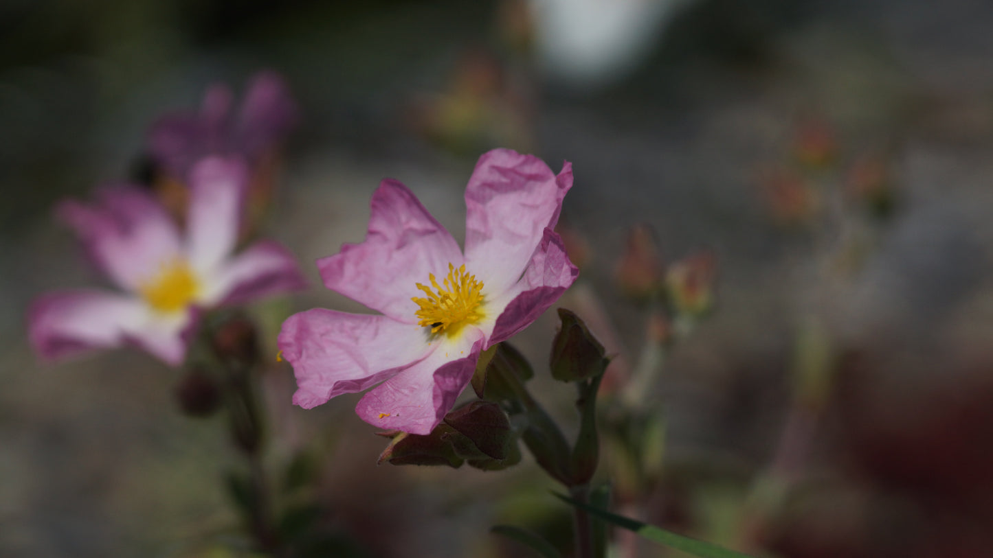 Cistus x lenis ' Grayswood Pink' - Zistrosa