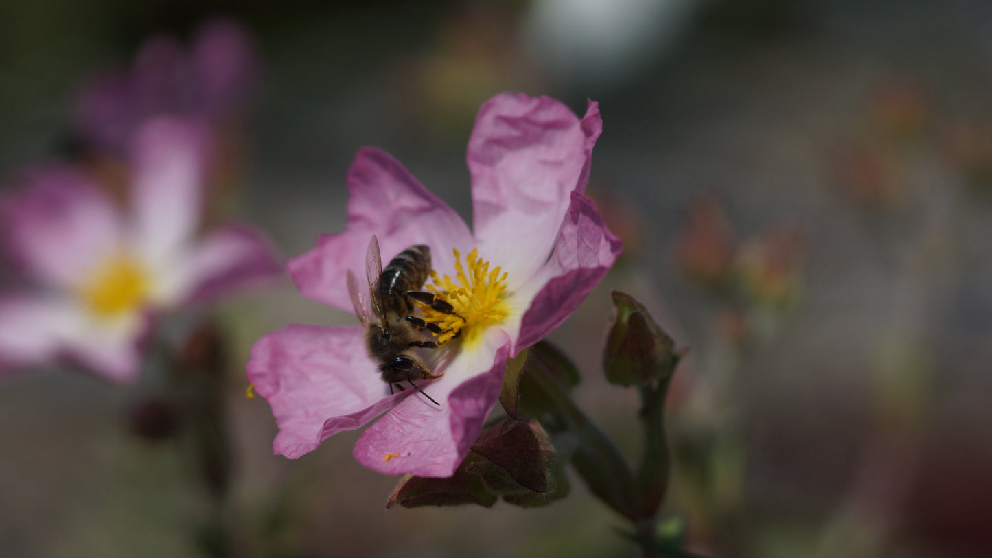 Cistus x lenis ' Grayswood Pink' - Zistrosa