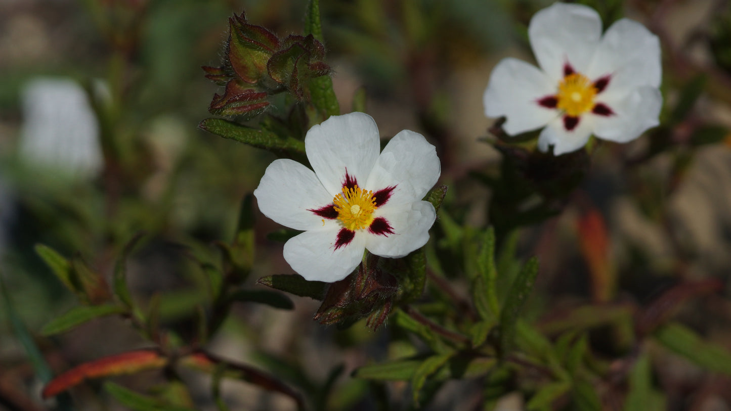 Cistus x monspeliensis 'Christopher Gabel' - Zistrose