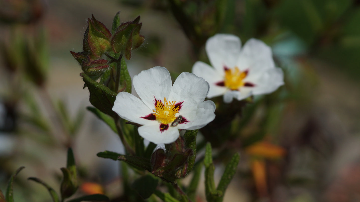 Cistus x monspeliensis 'Christopher Gabel' - Zistrose