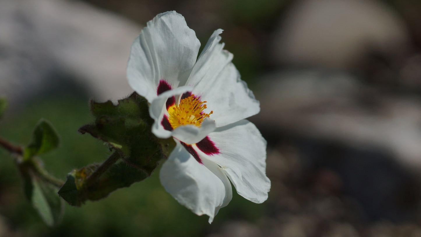 Cistus populifolius x inflatus 'Snow Fire' - Zistrose