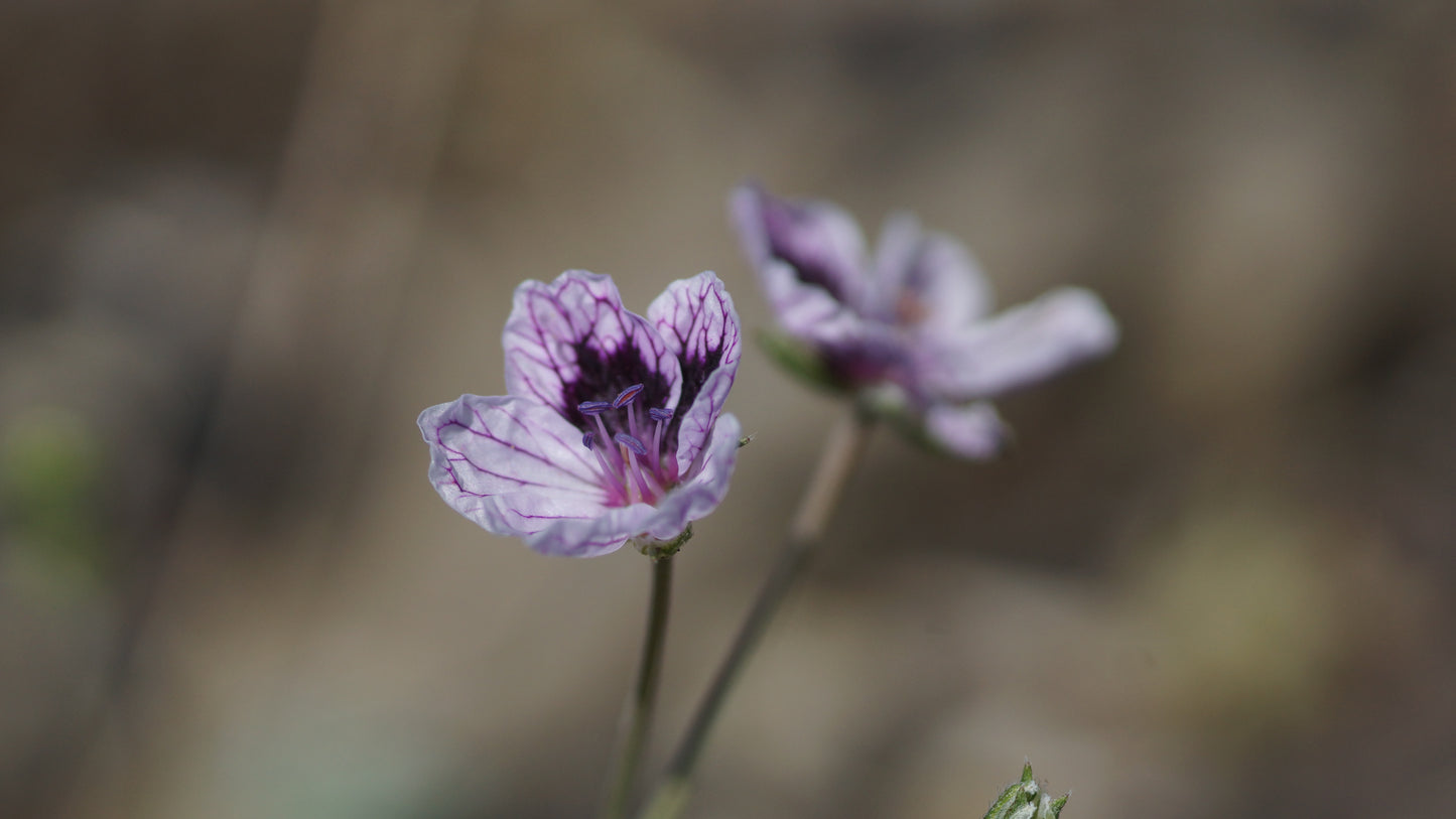 Erodium rupestre 'Silver Form' - Reiherschnabel
