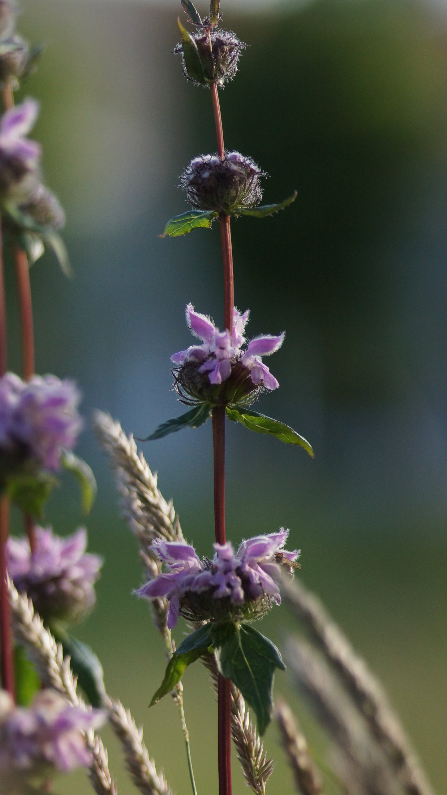Phlomoides tuberosa 'Amazone' - Knollen-Brantkraut