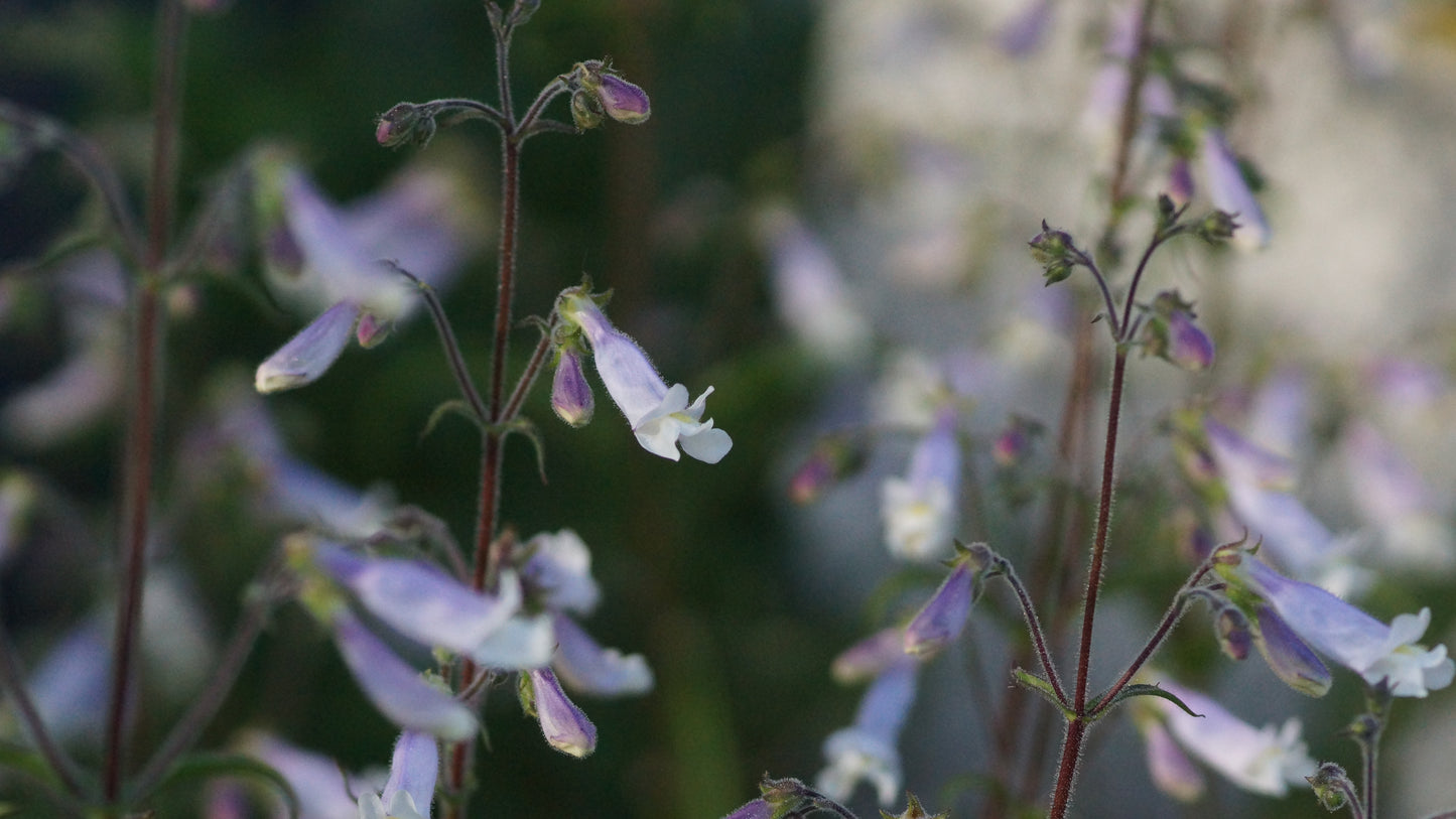 Penstemon hirsutus var. pygmaeus - Rauhaariger Bartfaden