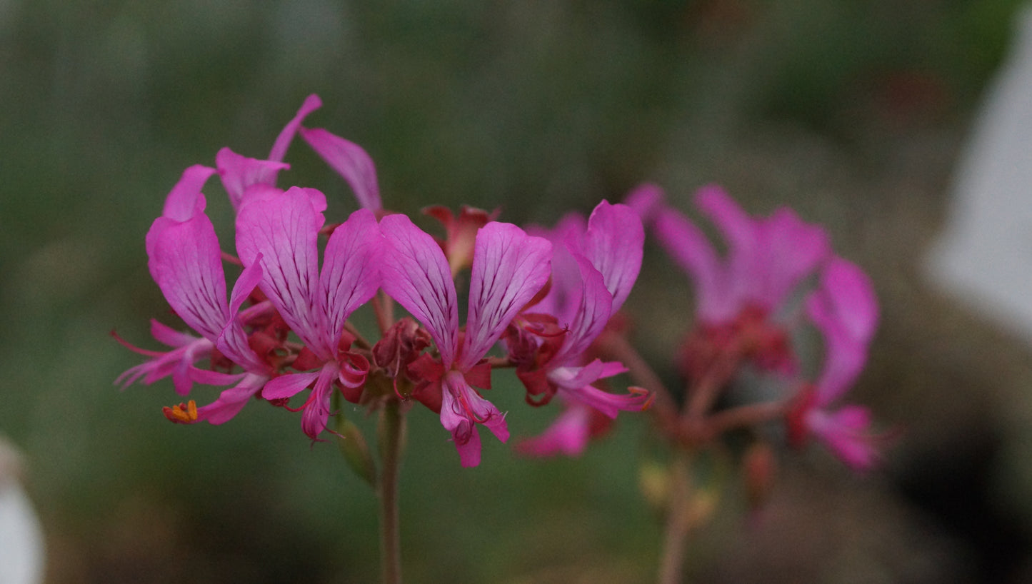 Pelargonium endlicherianum - Pelargonie