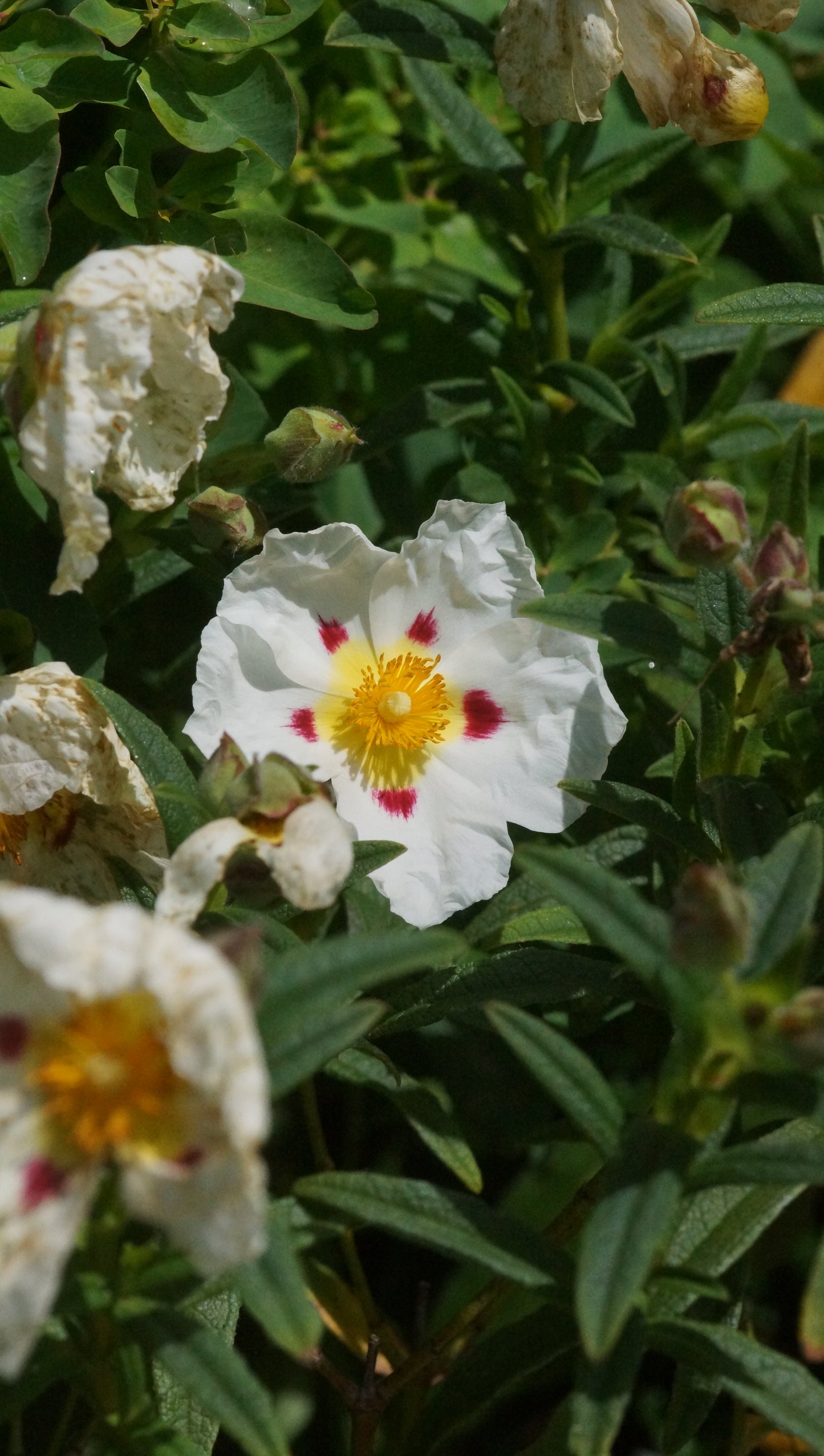 Cistus x dansereaui 'Jenkyn Place' - Zistrose