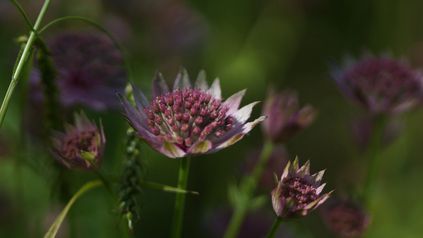 Astrantia major 'Roma' - Grosse Sterndolde