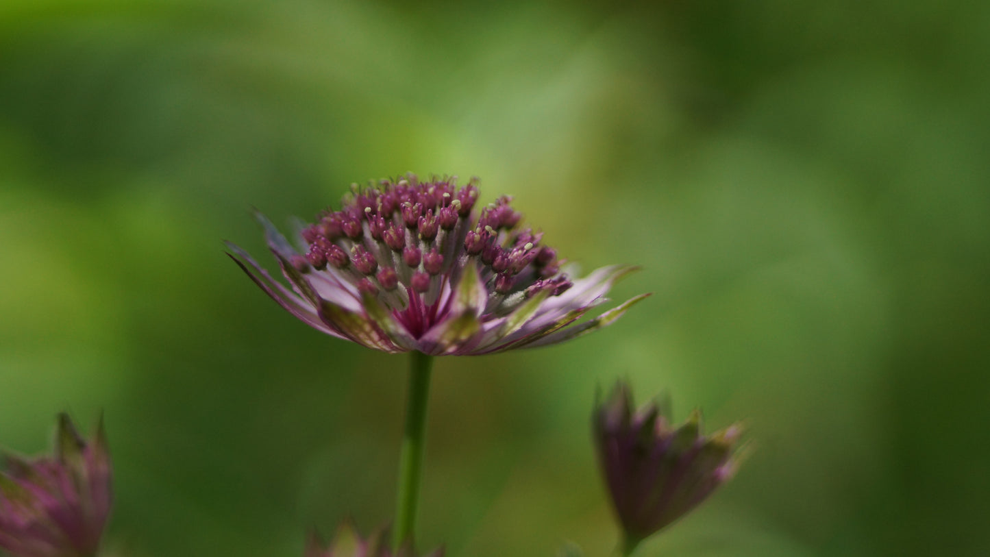Astrantia major 'Roma' - Grosse Sterndolde