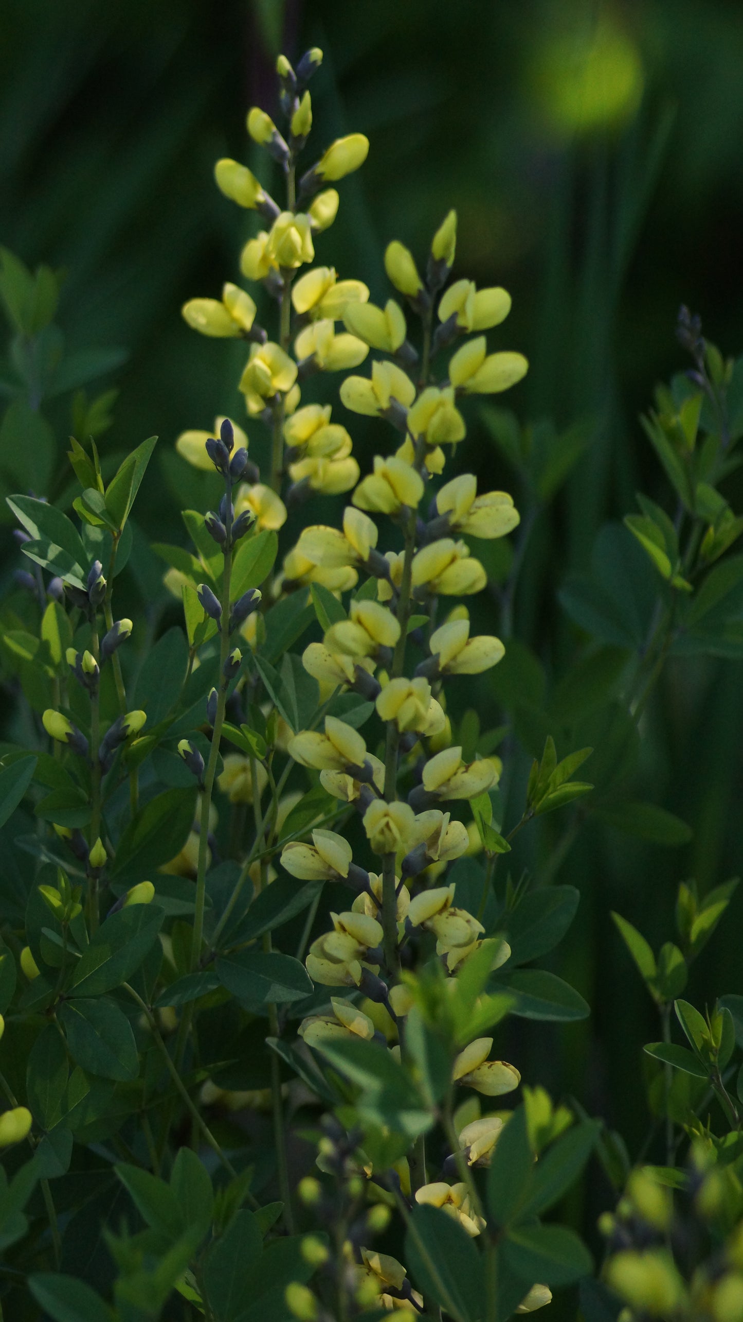 Baptisia Hybride 'Lemon Meringue' - Indigolupine