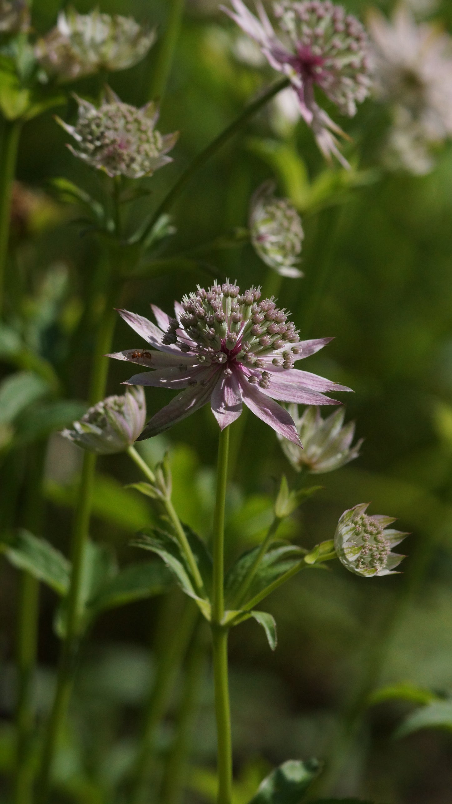 Astrantia major 'Florence' - Grosse Sterndolde