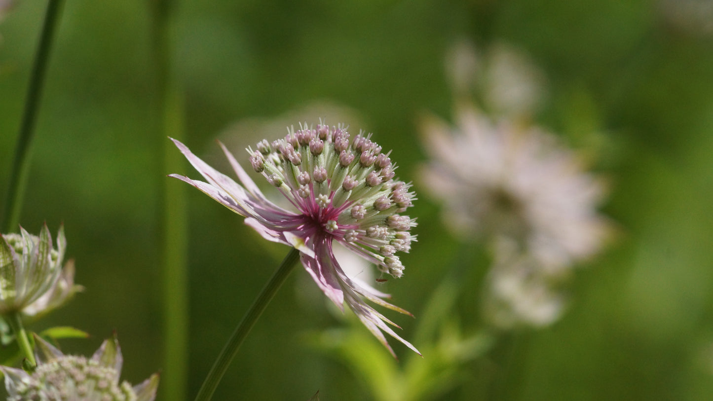 Astrantia major 'Florence' - Grosse Sterndolde
