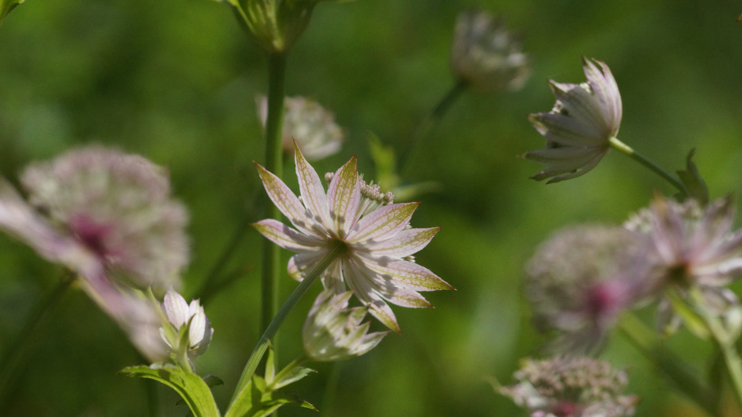 Astrantia major 'Florence' - Grosse Sterndolde