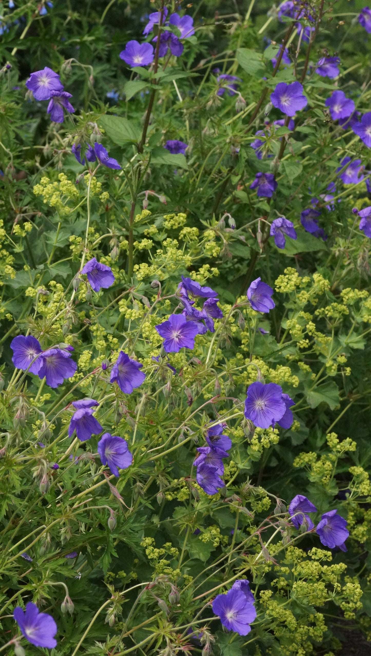 Geranium Pratense-Hybride 'Orion' - Wiesen-Storchschnabel
