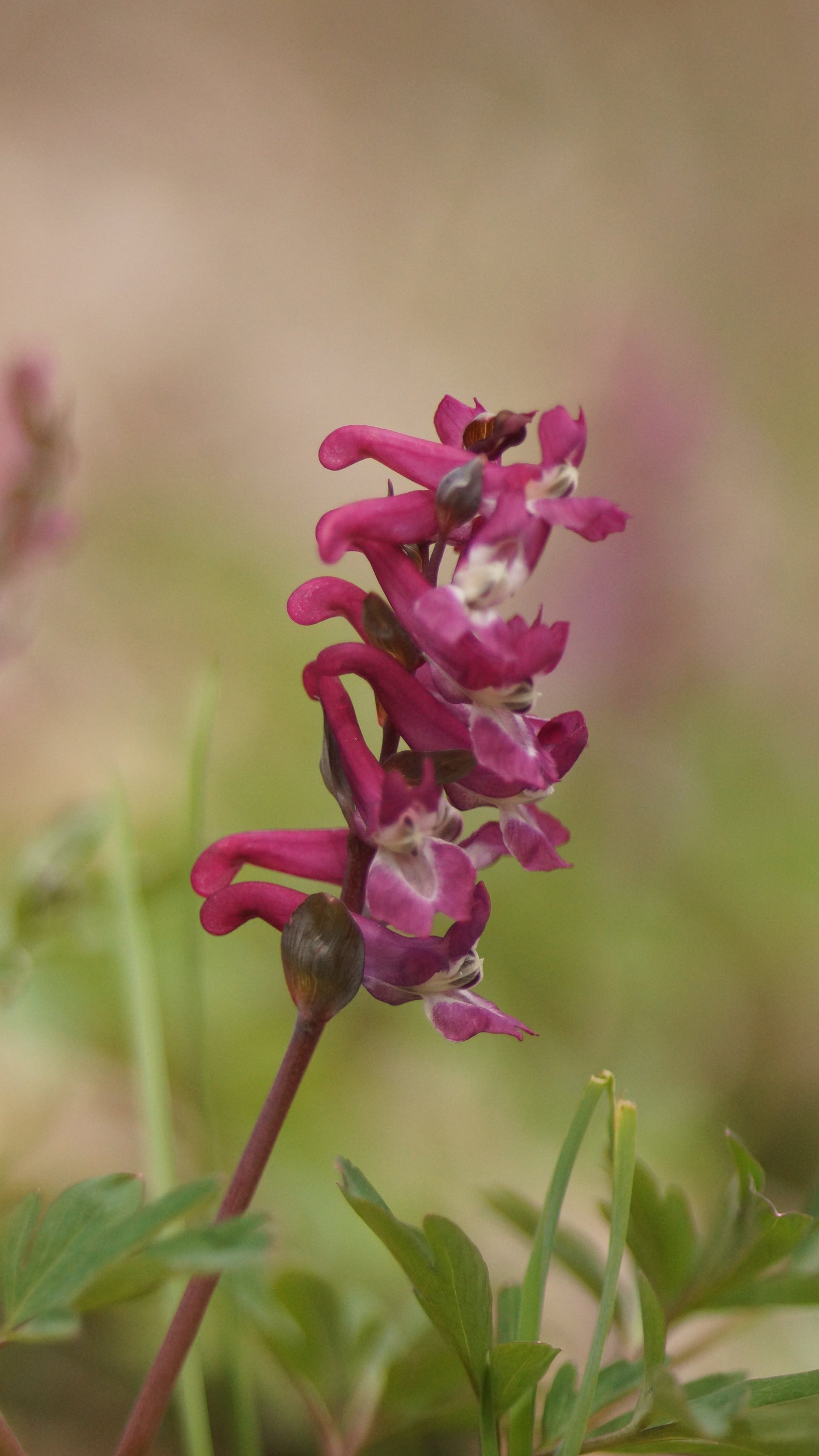 Corydalis cava - Hohlknolliger Lerchensporn