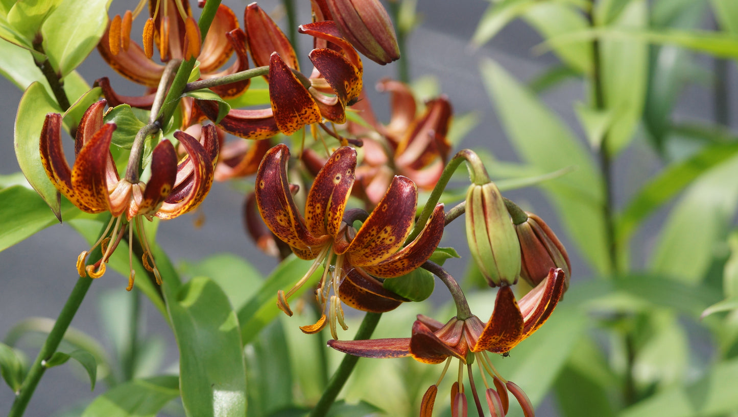 Lilium martagon 'Arabian Knight' - Türkenbund-Lilie