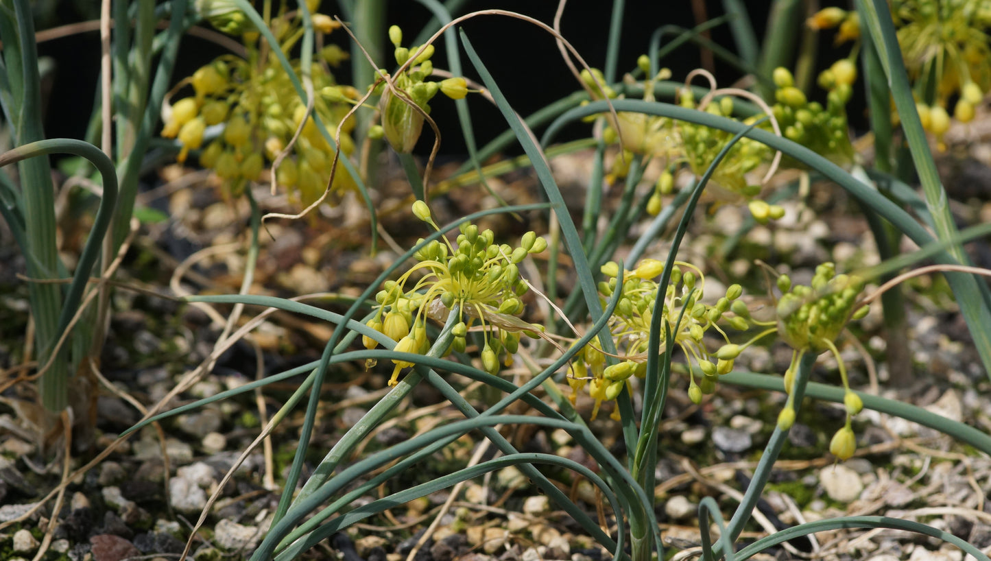 Allium flavum 'Pirin' - Gelber Lauch
