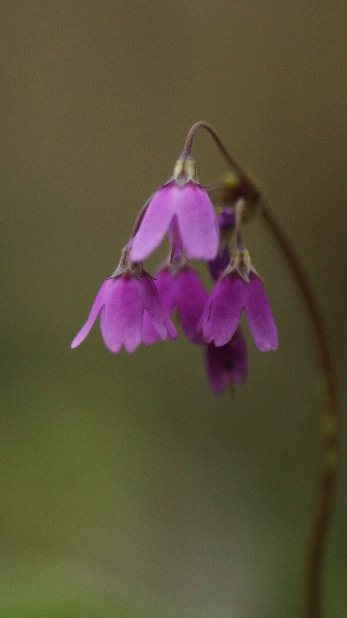 Cortusa matthioli (Syn. Primula matthiolii) - Alpenheilglöckchen