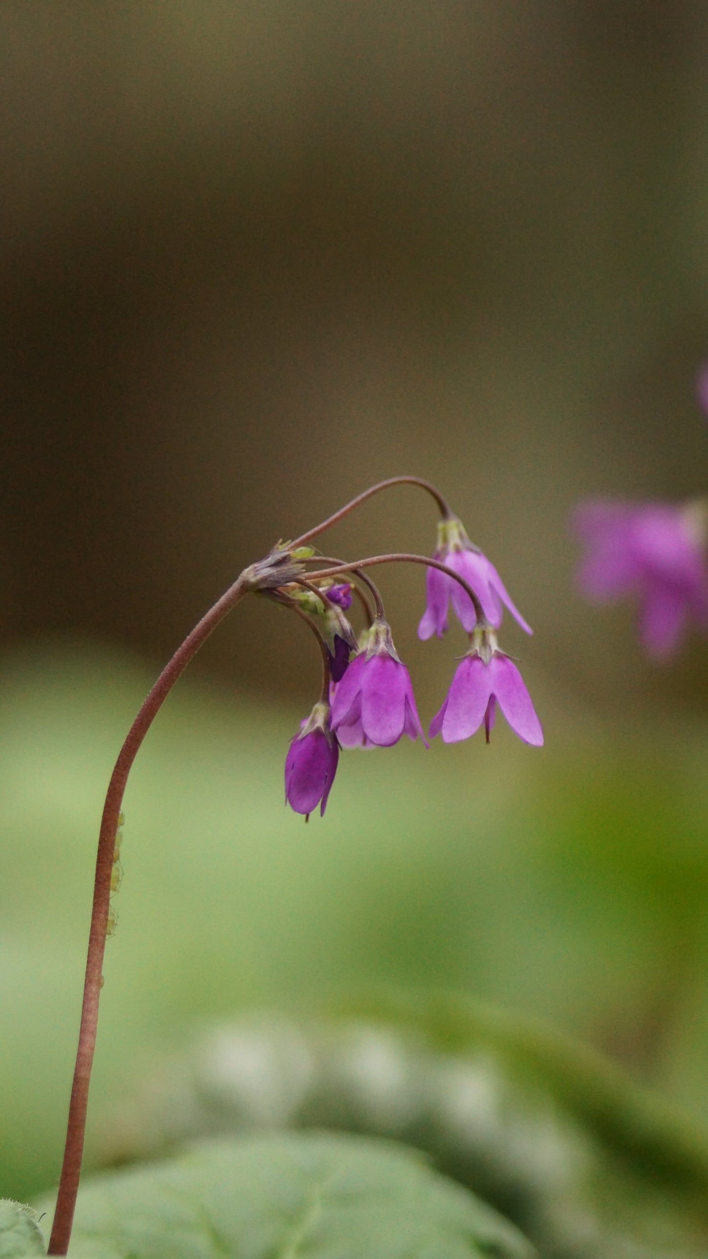Cortusa matthioli (Syn. Primula matthiolii) - Alpenheilglöckchen
