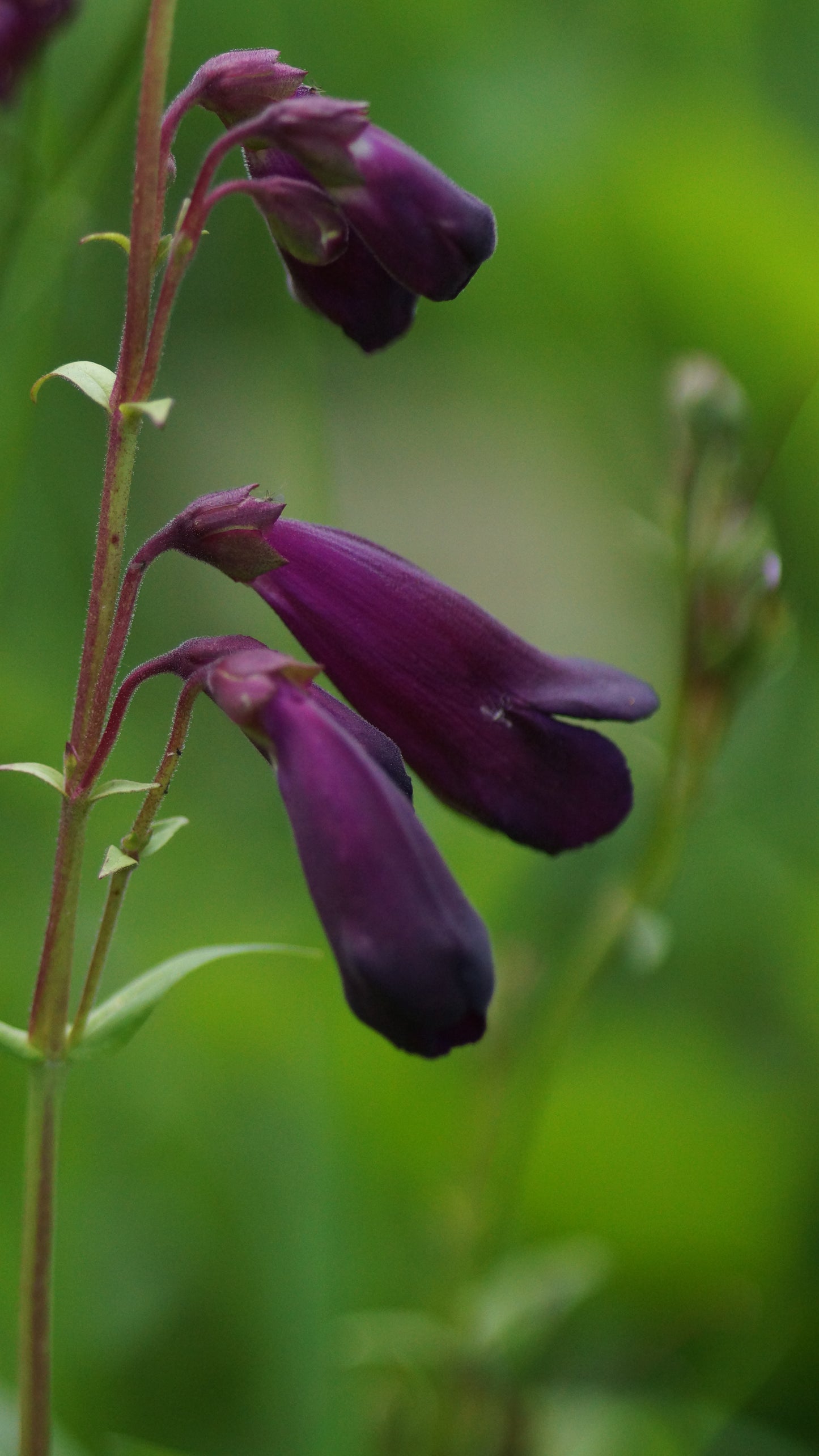 Penstemon Hybride 'Raven' - Garten-Bartfaden