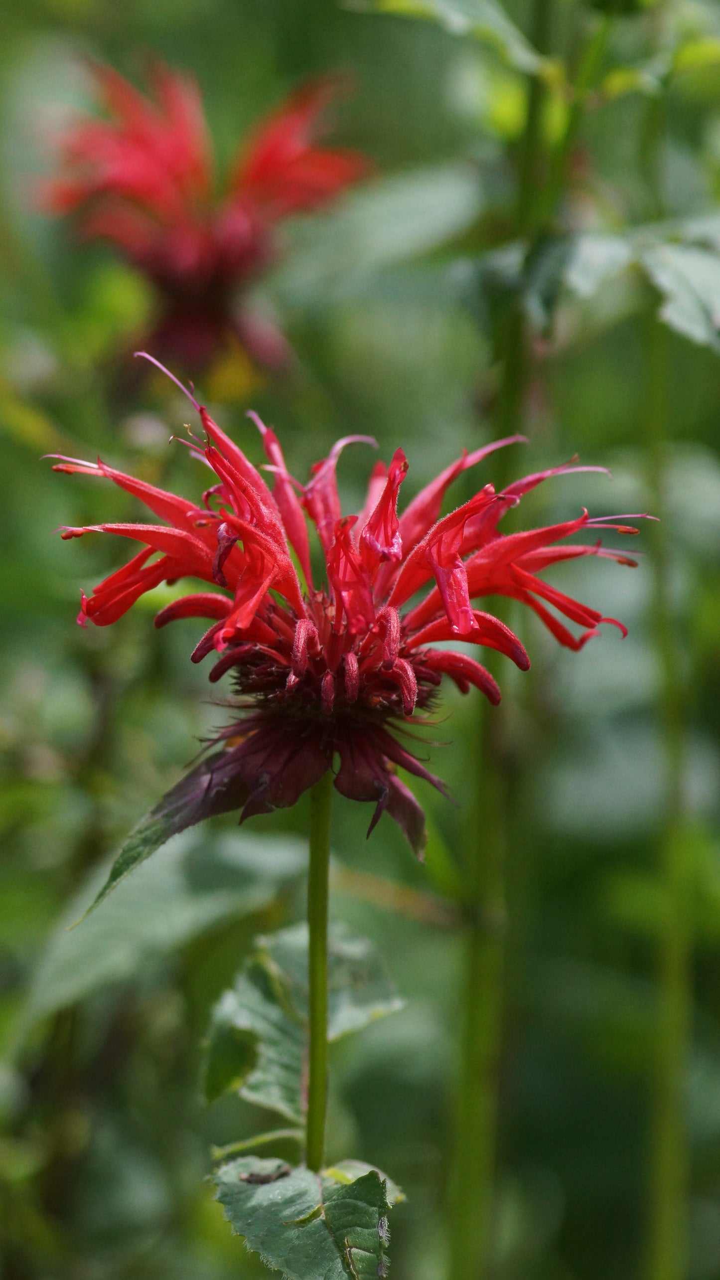 Monarda Fistulosa-Hybride 'Gardenview Scarlet' - Goldmelisse