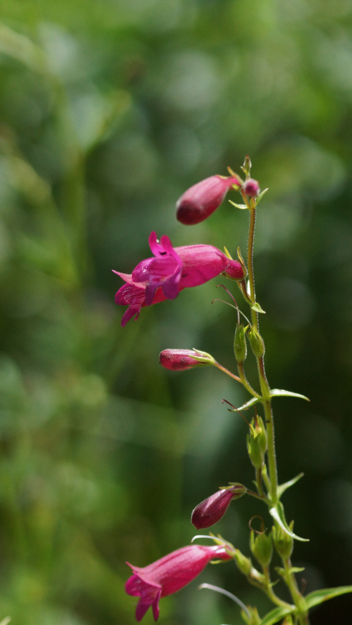 Penstemon Hybride 'Tabasco' - Garten-Bartfaden
