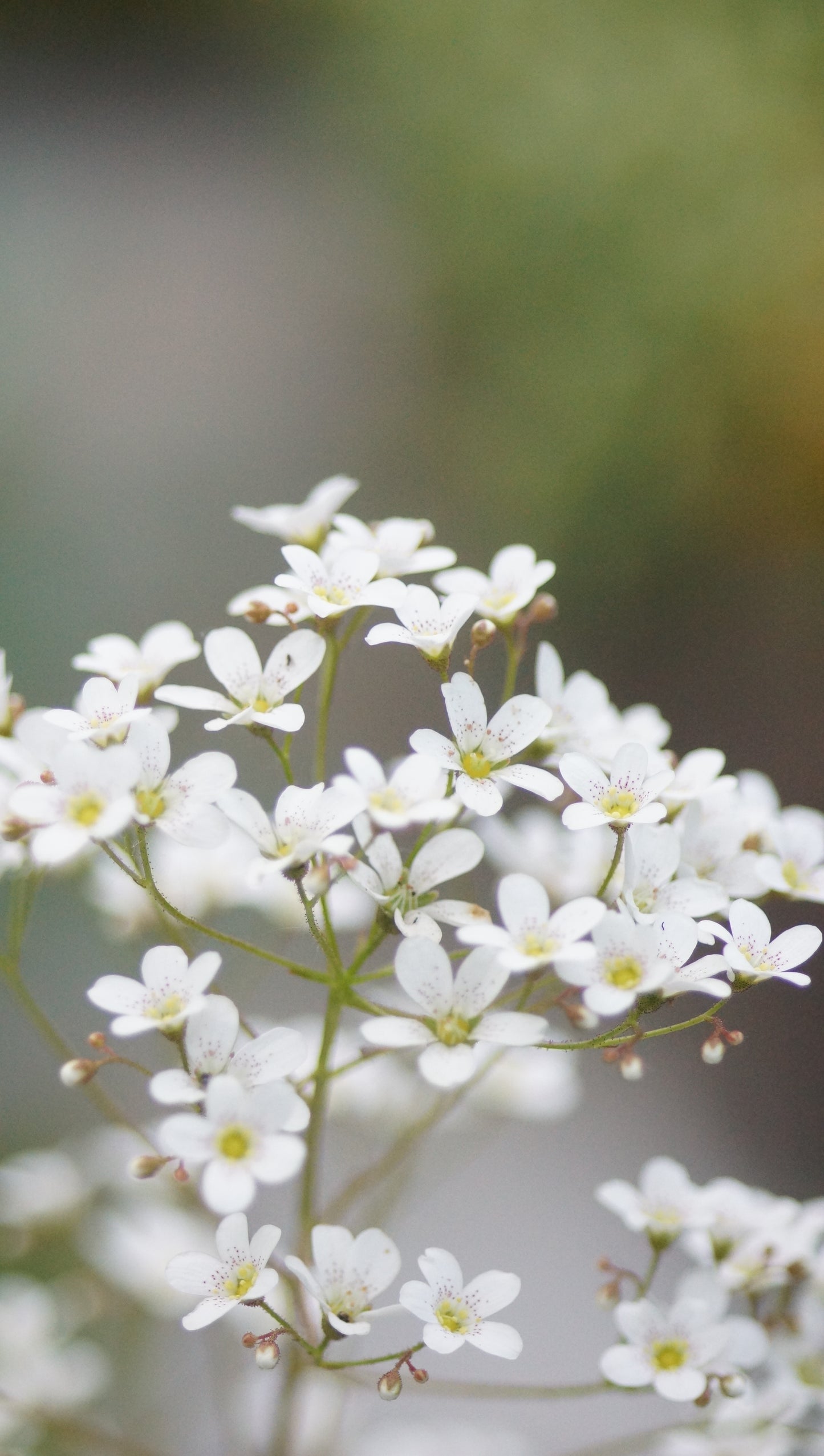 Saxifraga callosa var. latonica - Zungen-Steinbrech