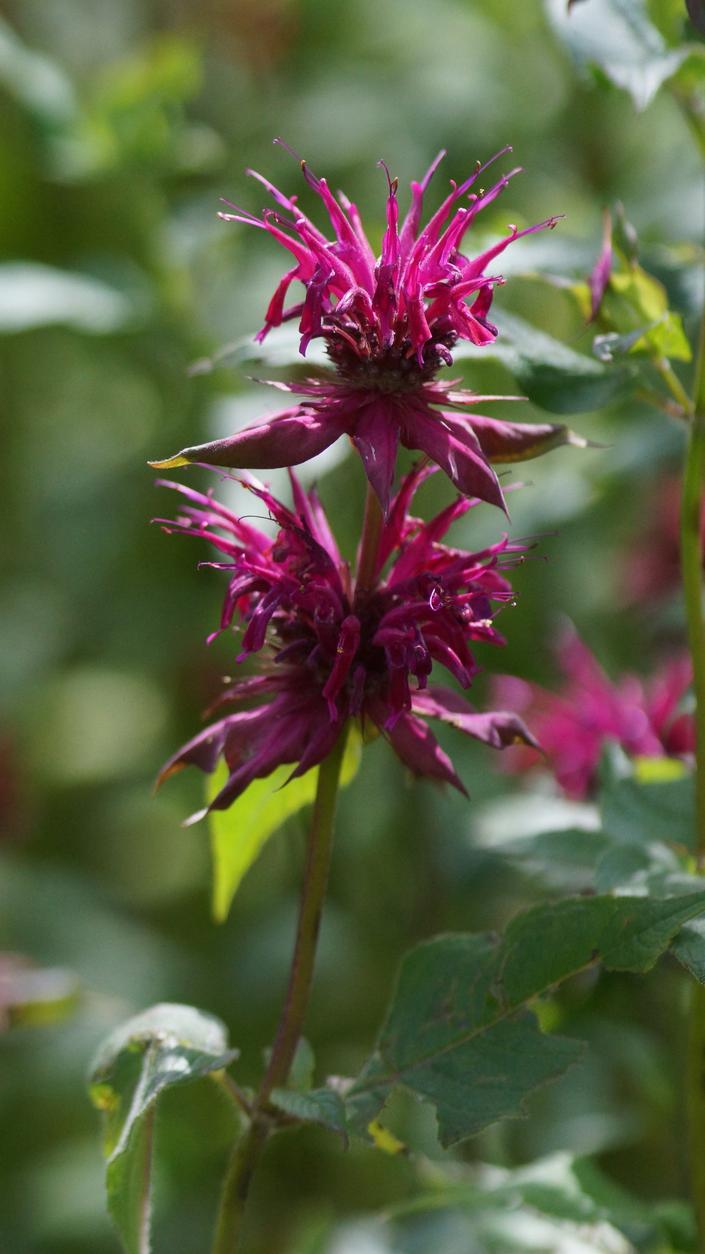 Monarda Fistulosa-Hybride 'Gewitterwolke' - Goldmelisse