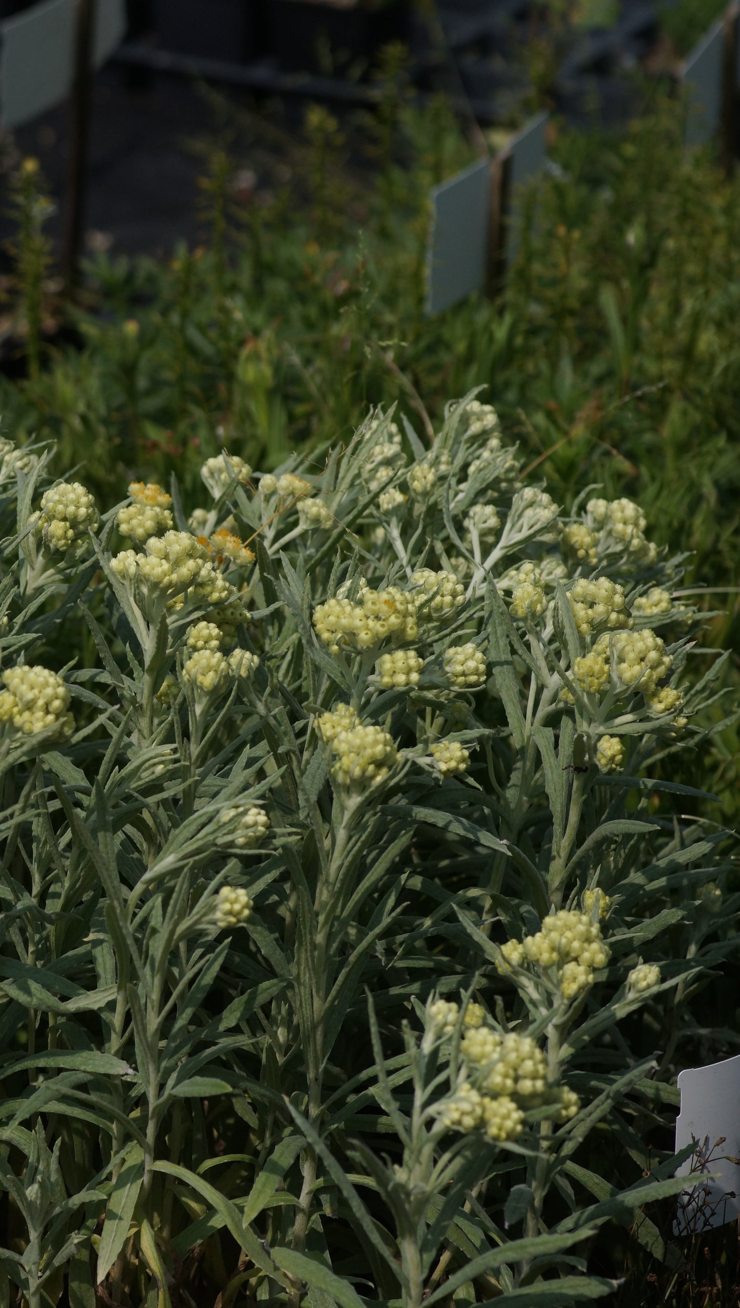 Helichrysum thianshanicum 'Schwefellicht' - Turkestan-Strohblume