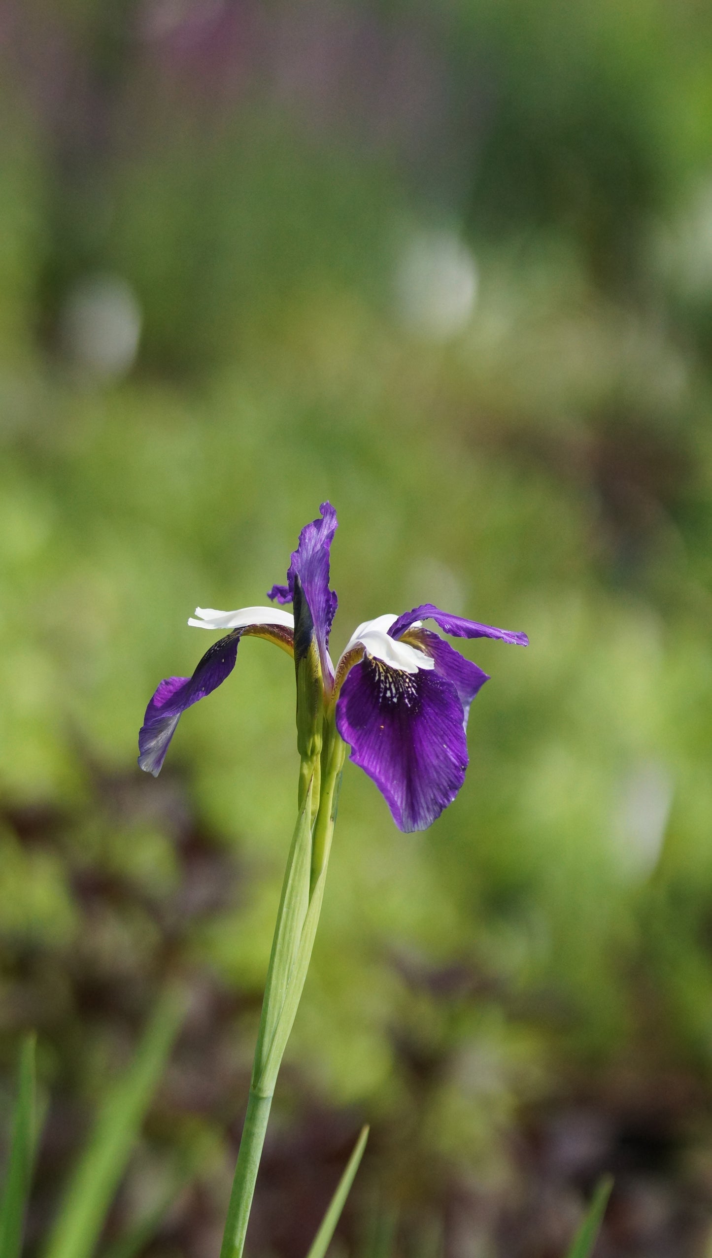 Iris clarkei x delavayi 'Blue Meadow Fly' - Sino-sibirische Schwertlilie