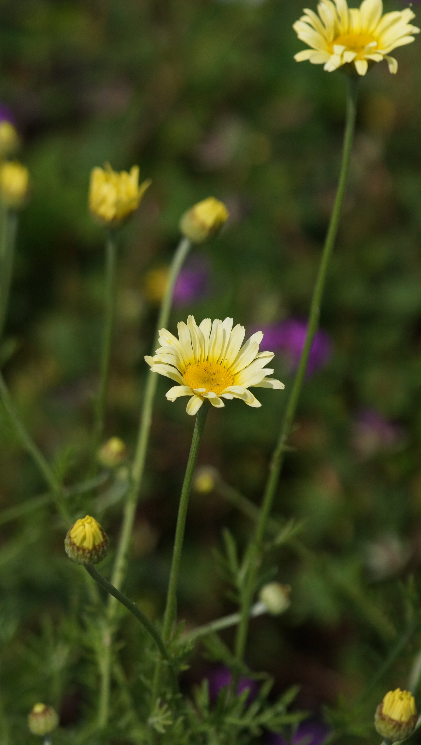 Anthemis tinctoria 'Lemon Ice' - Färberkamille