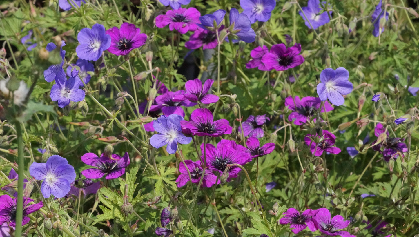 Geranium psilostemon 'Dragon Heart' - Armenischer Storchschnabel
