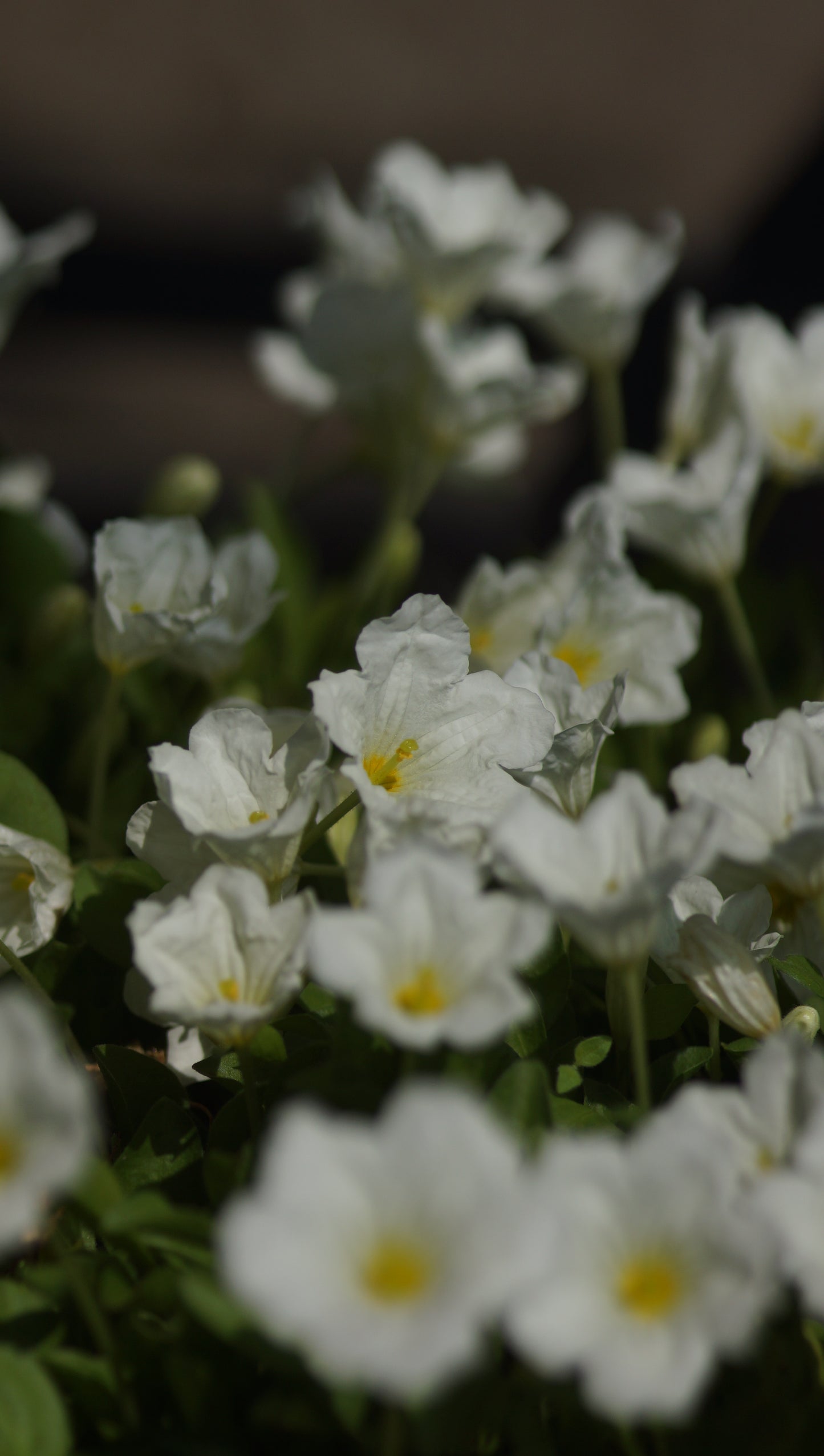 Nierembergia repens - Kriechender Weissbecher