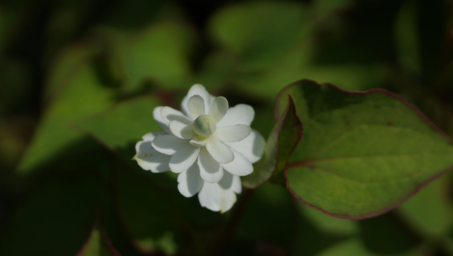 Houttuynia cordata 'Flore Pleno' - Gefülltblühender Molchschwanz