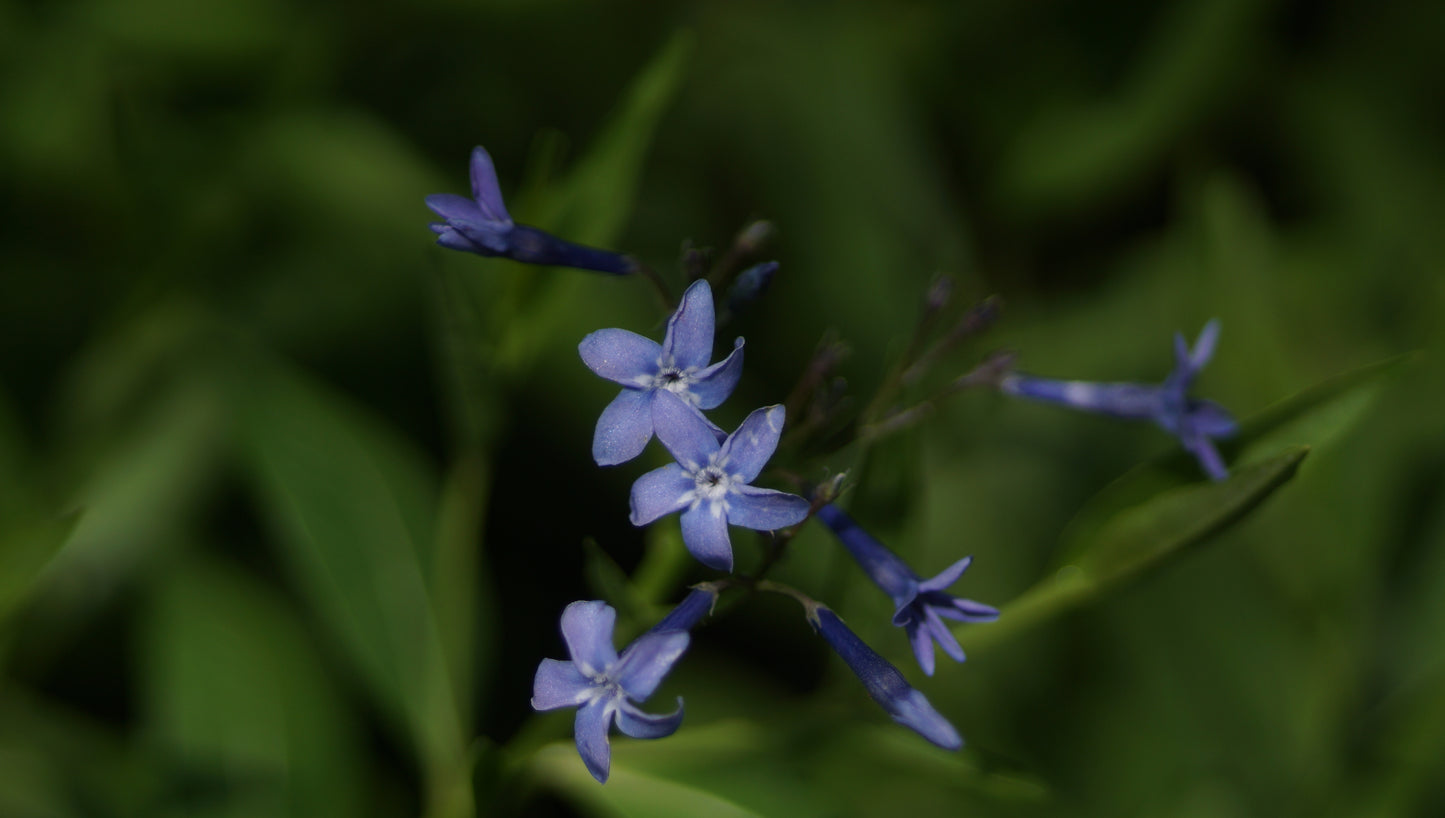 Amsonia tabernaemontana x montana 'Blue Ice' - Blausternbusch