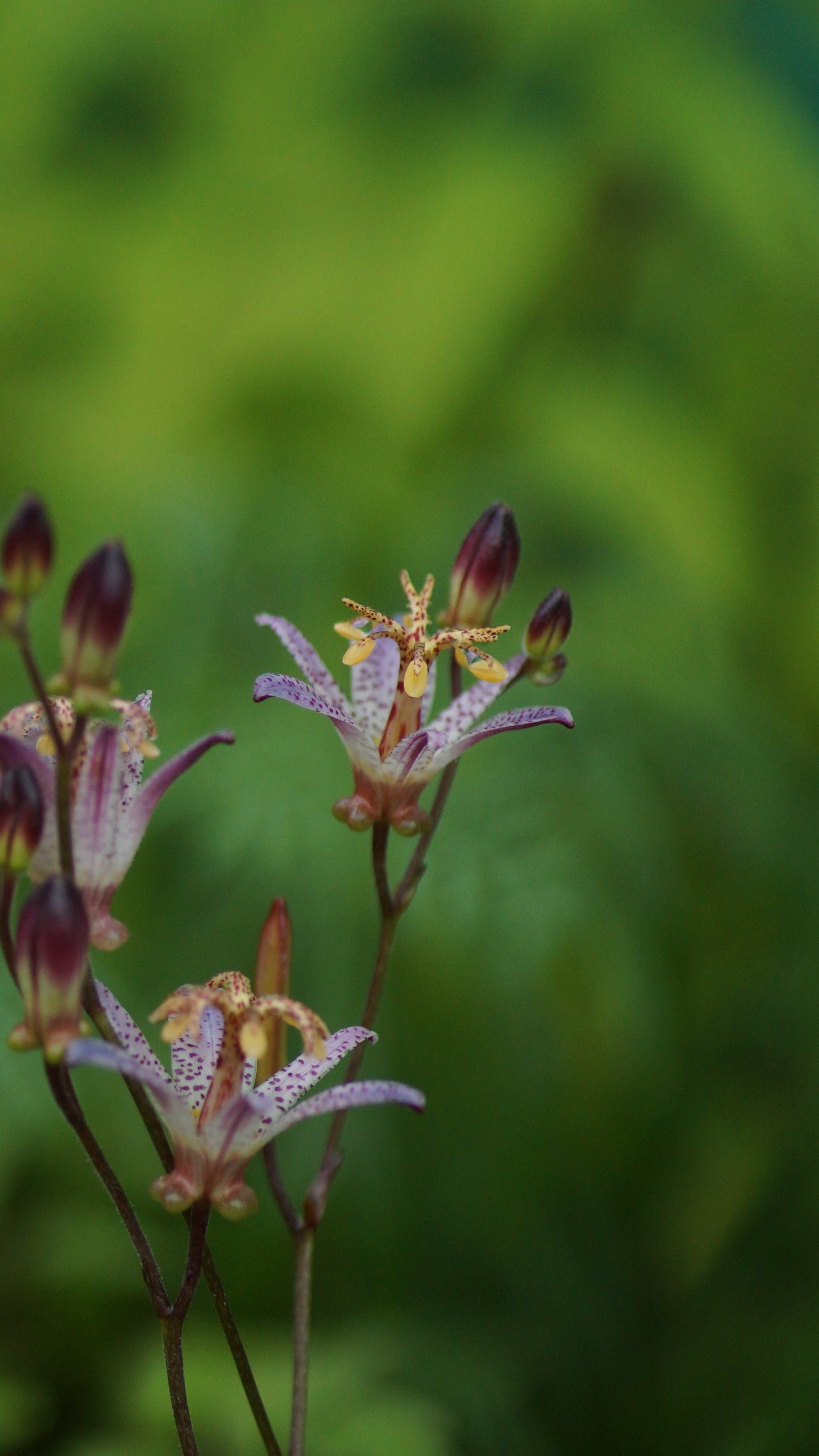 Tricyrtis formosana 'Small Wonder' - Krötenlilie