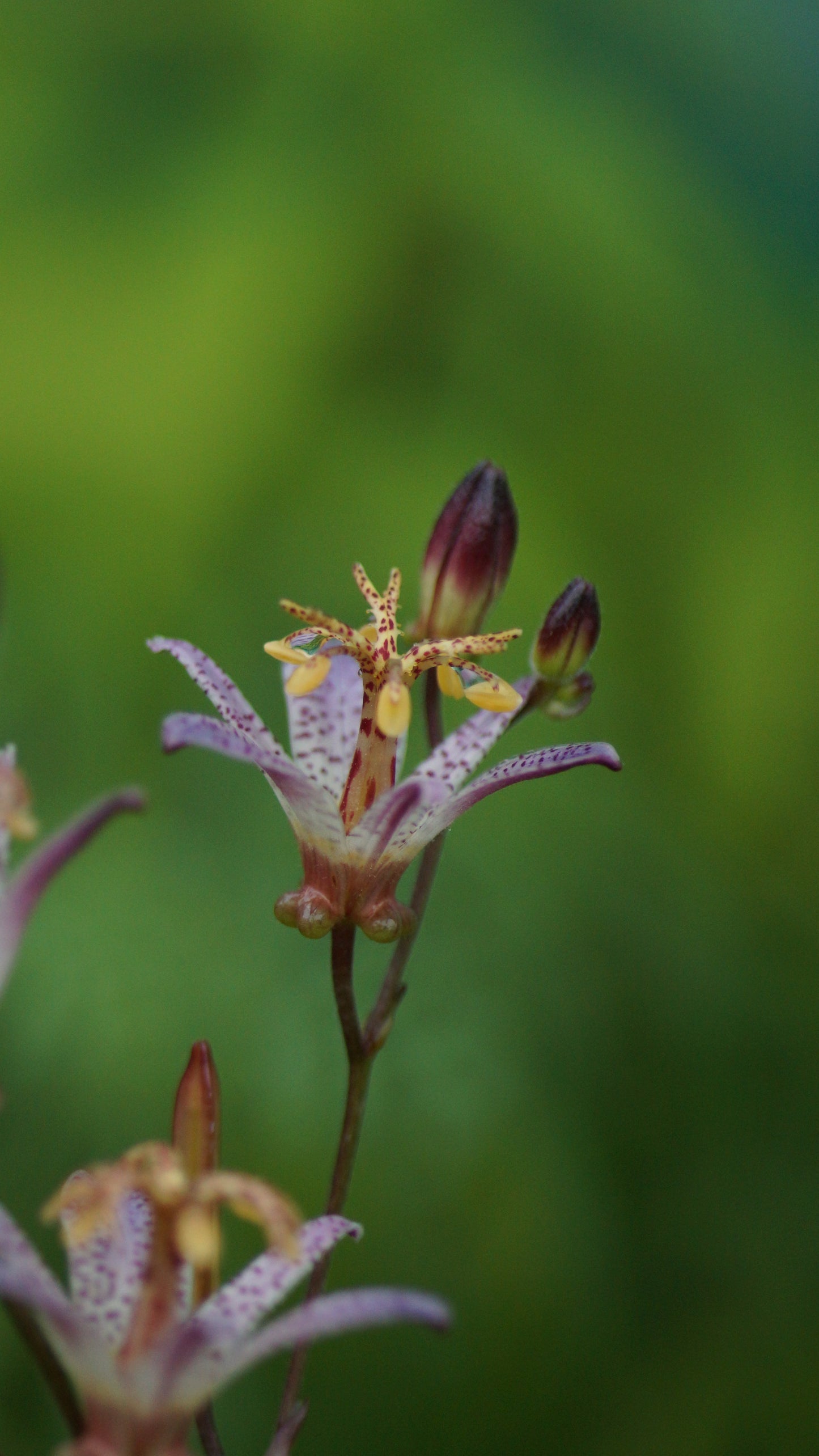 Tricyrtis formosana 'Small Wonder' - Krötenlilie