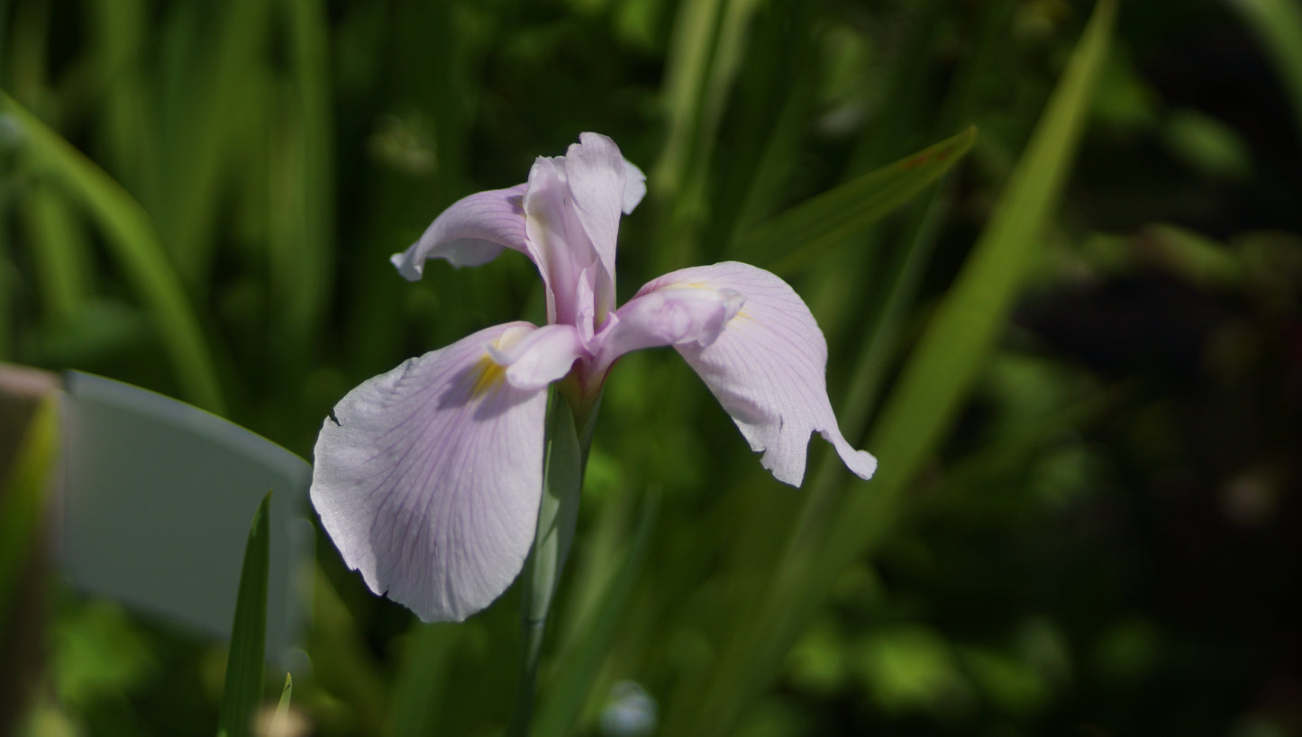 Iris ensata 'Topas' - Japanische Sumpf-Schwertlilie