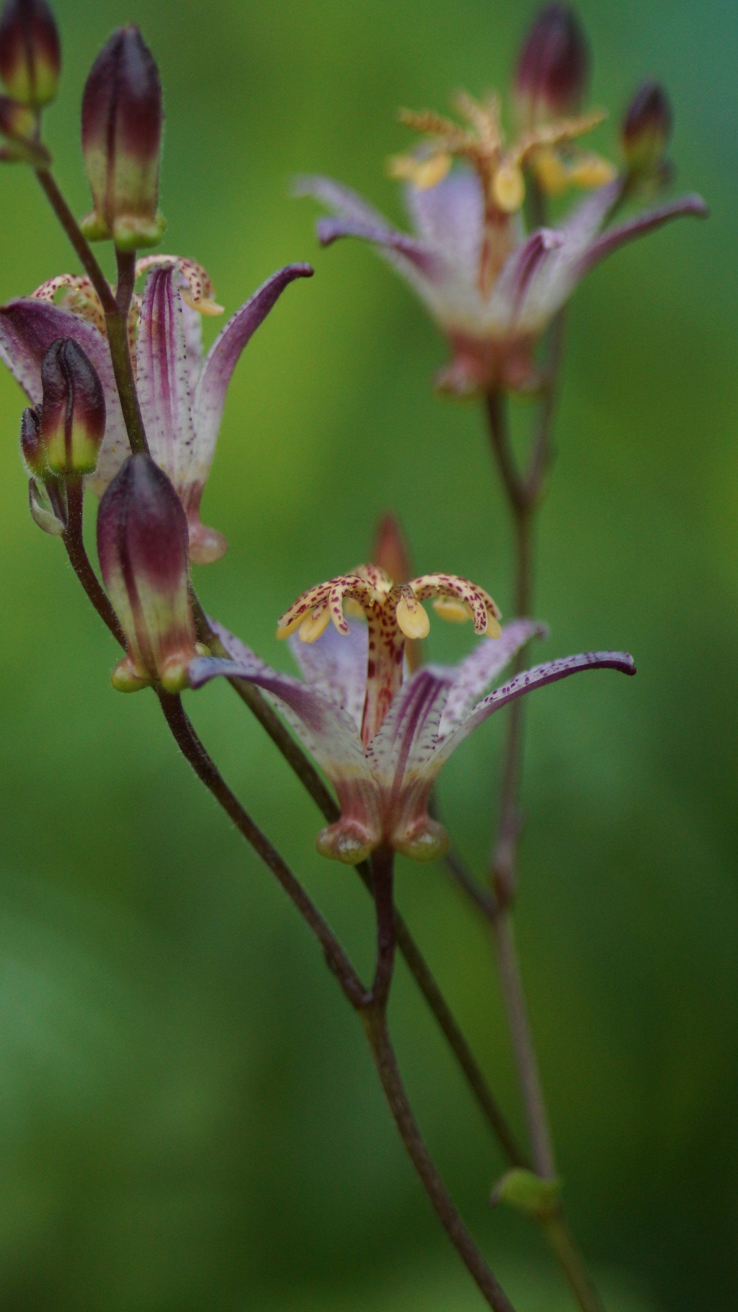 Tricyrtis formosana 'Small Wonder' - Krötenlilie