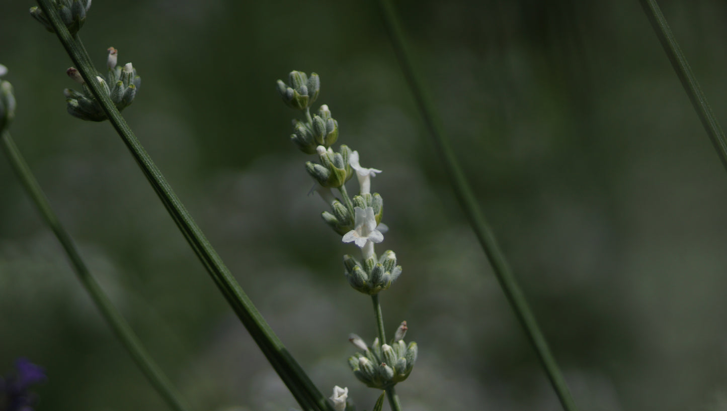 Lavandula x intermedia 'Edelweiss' - Lavendel