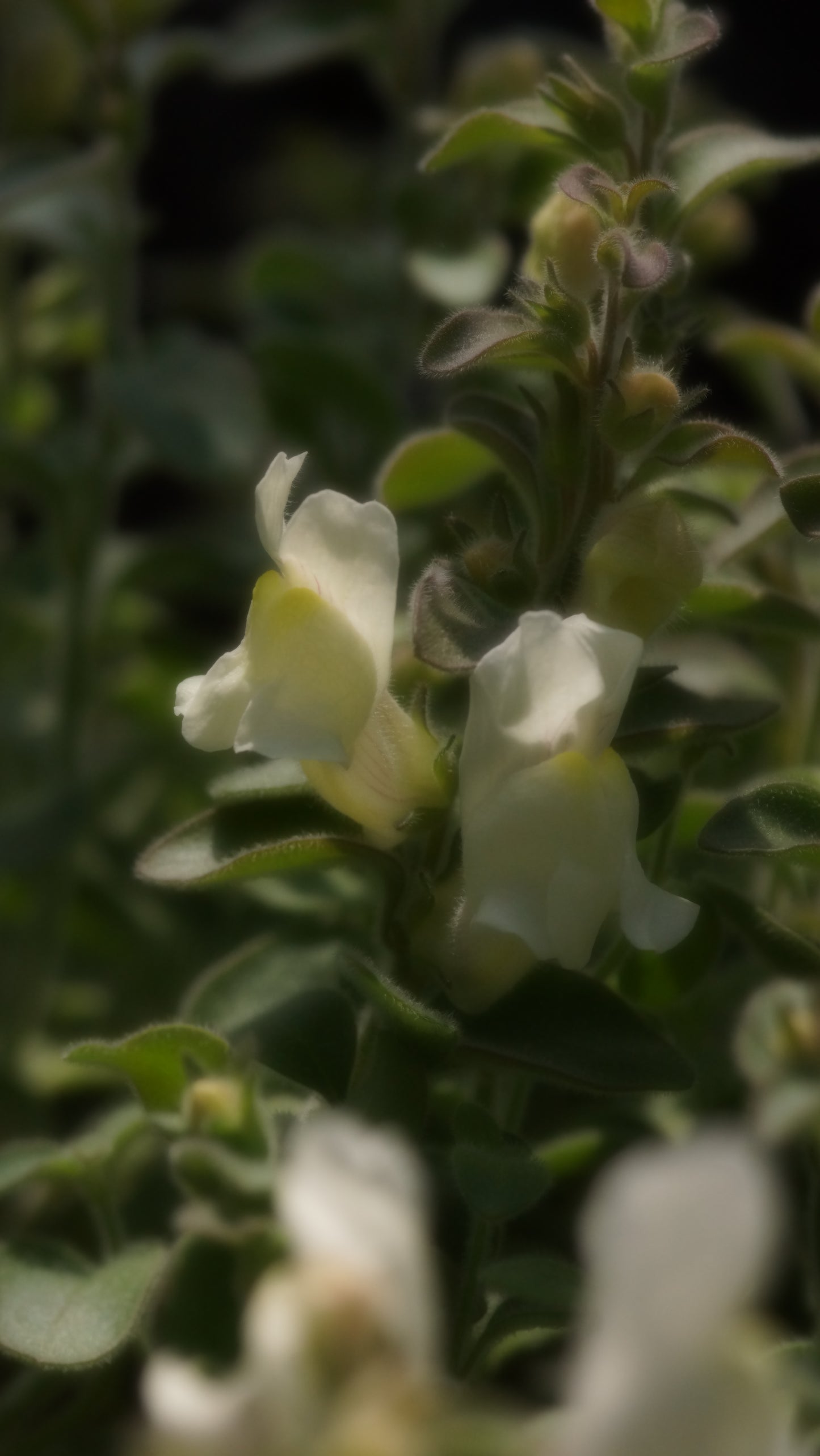 Antirrhinum hispanicum - Spanisches Löwenmäulchen