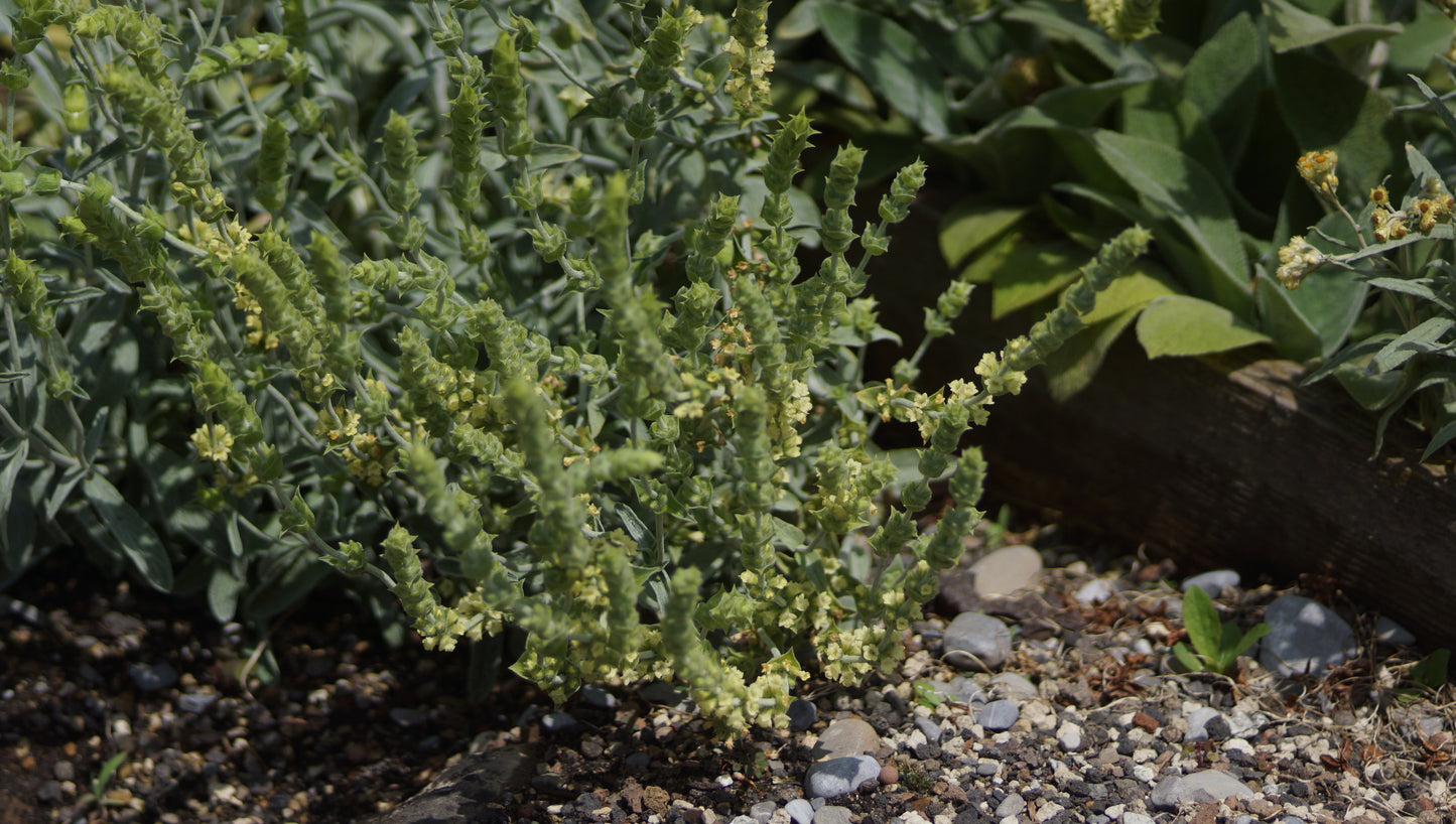 Sideritis syriaca - Kretischer Bergtee