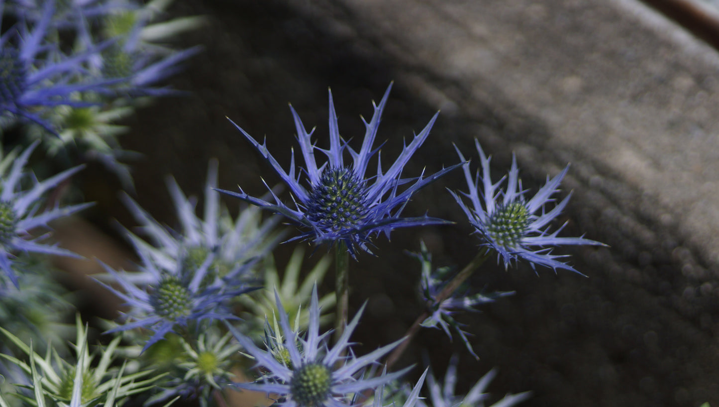 Eryngium x Cultorum 'Lapis Blue' - Kleine Edeldistel