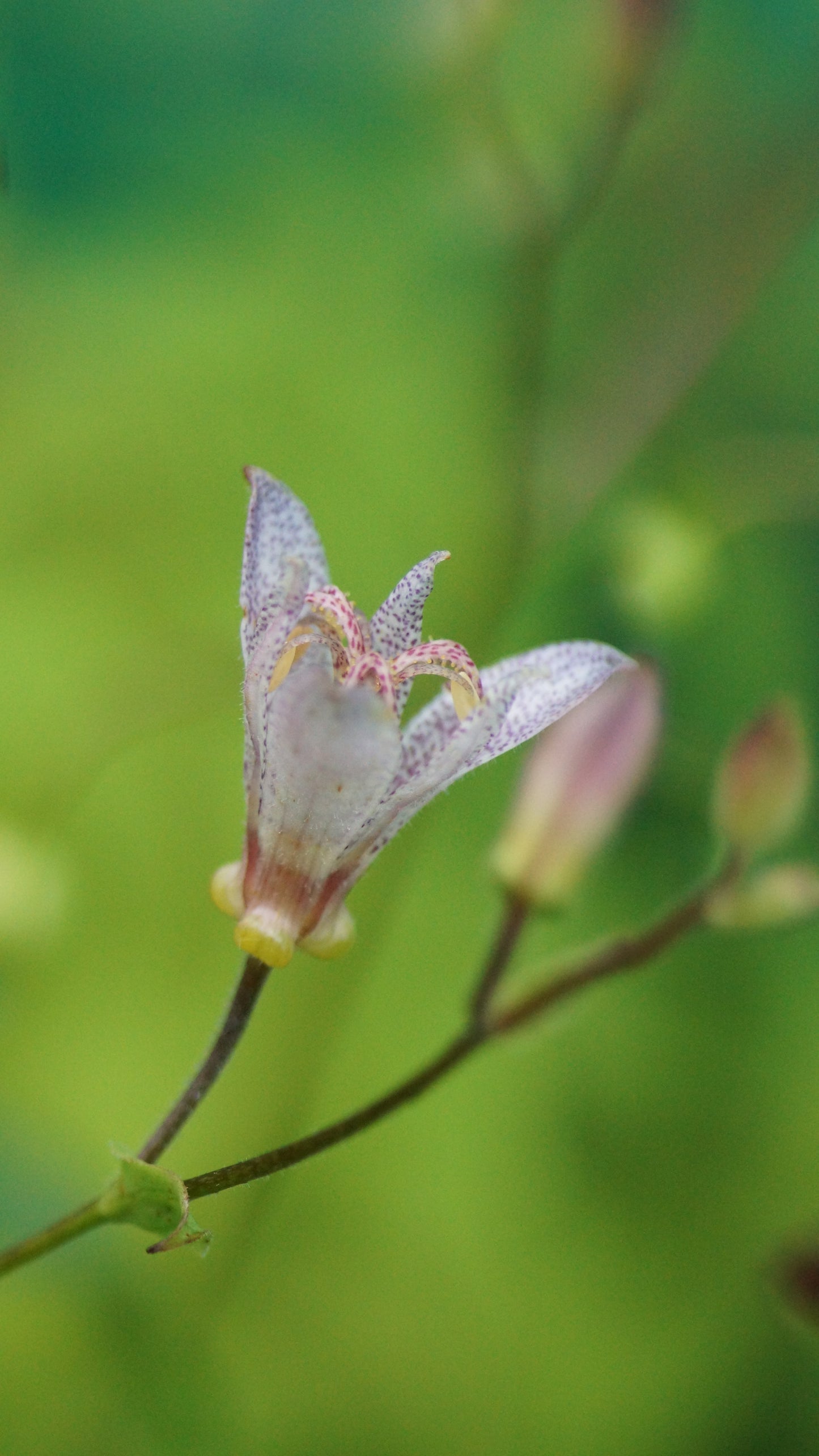 Tricyrtis setouchiensis - Krötenlilie