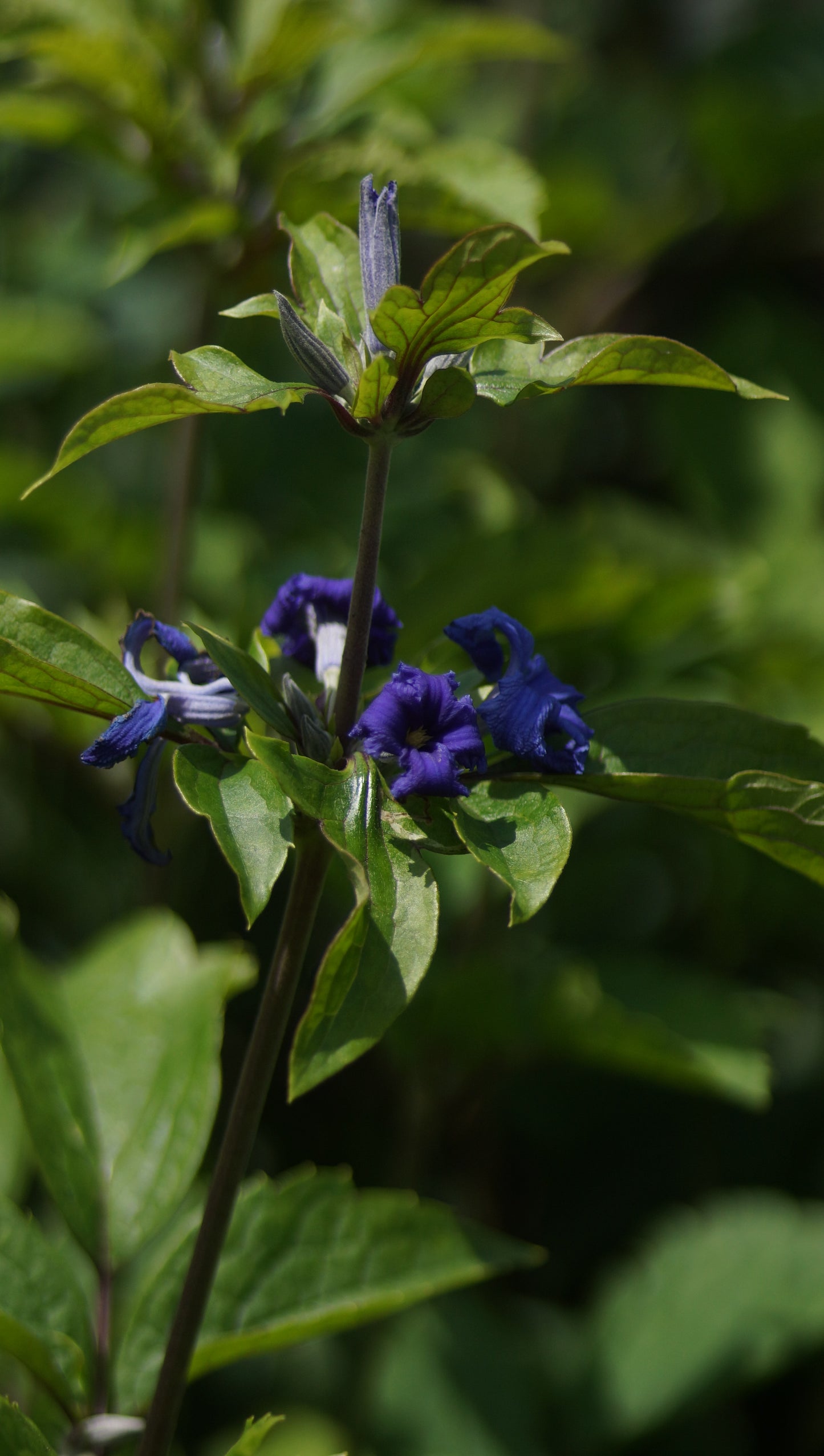 Clematis heracleifolia 'Cassandra' - Stauden-Waldrebe