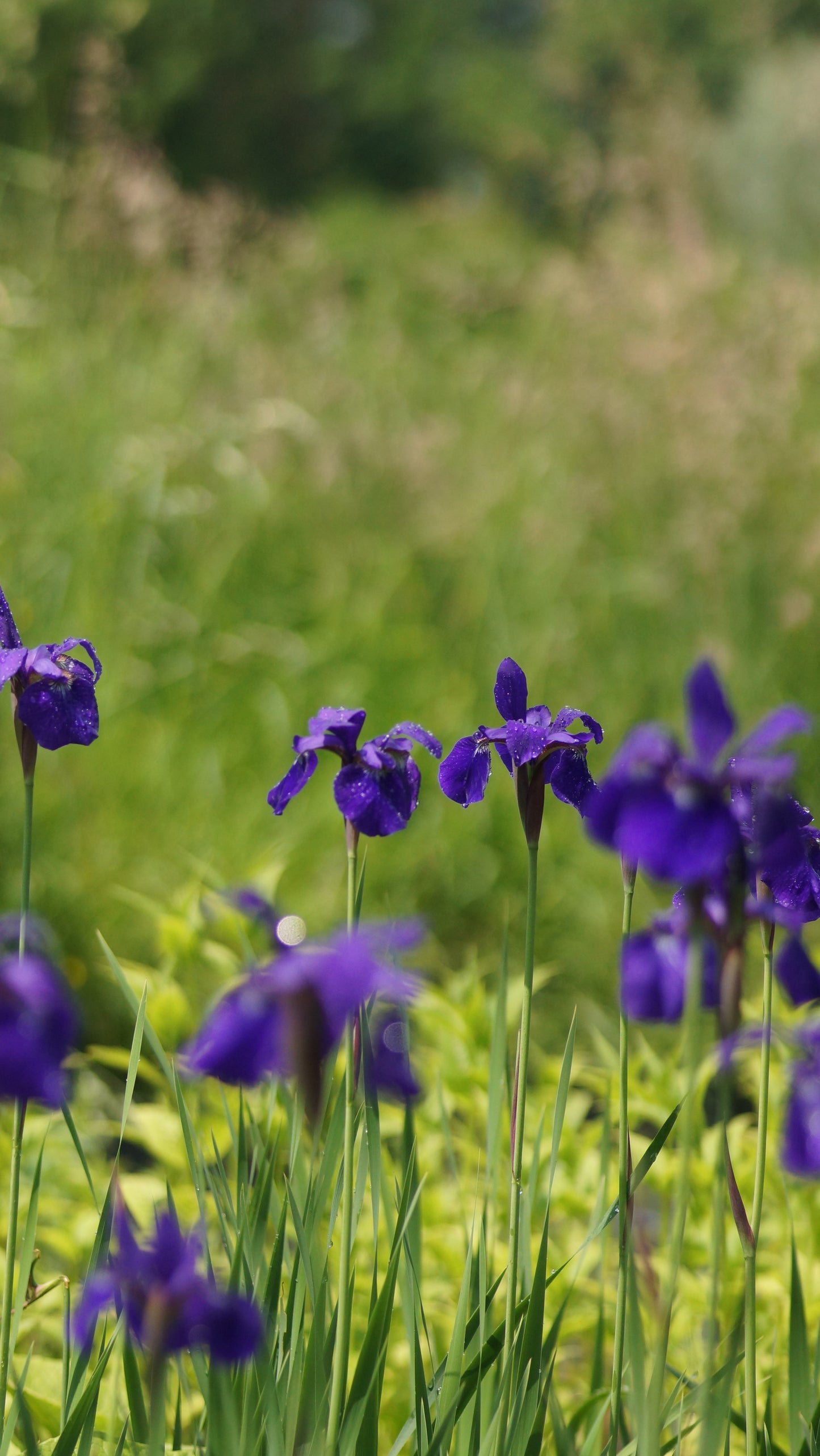 Iris sibirica 'Caesar's Brother' - Wiesen-Schwertlilie