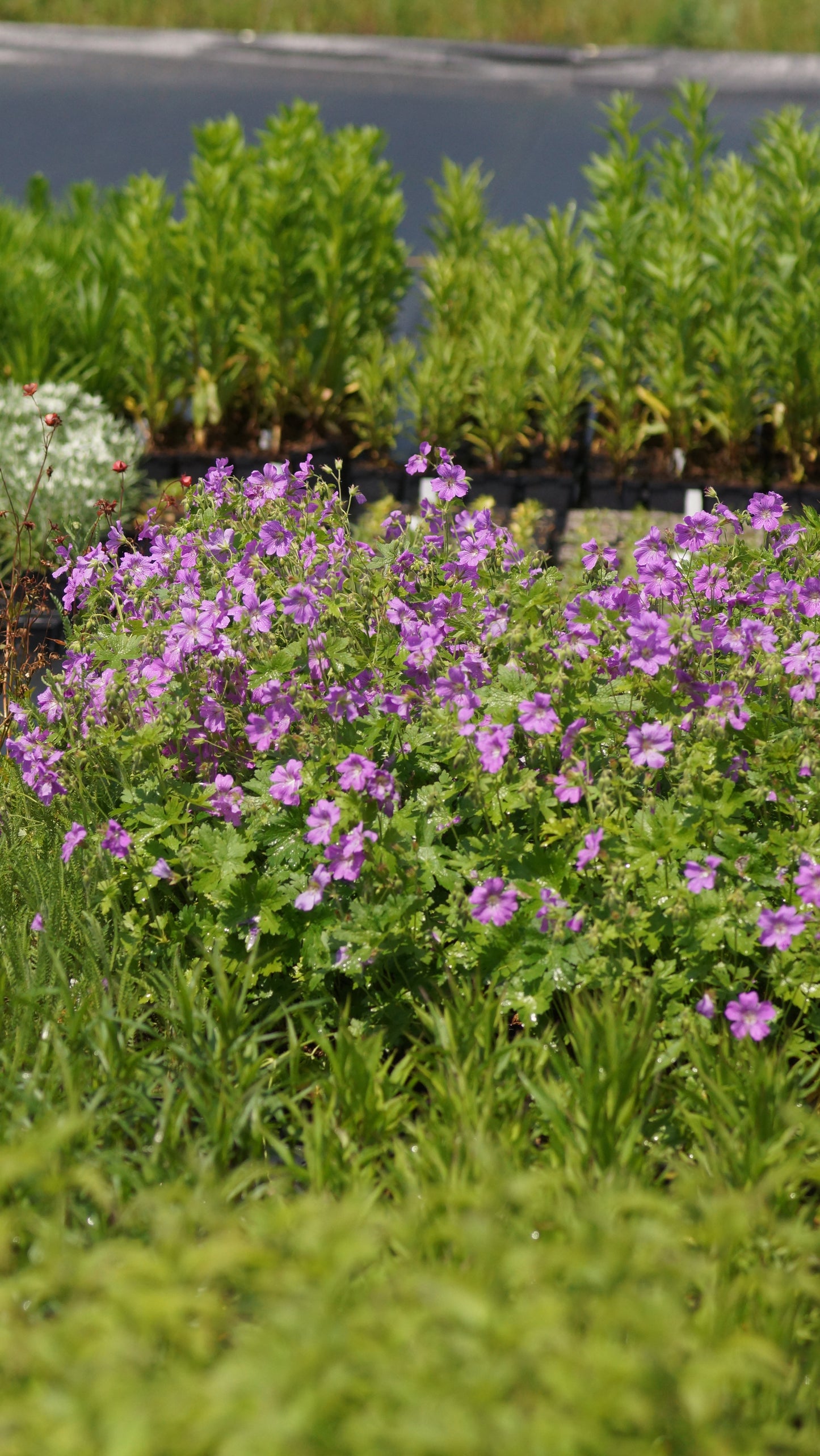 Geranium gracile 'Sirak' - Storchschnabel