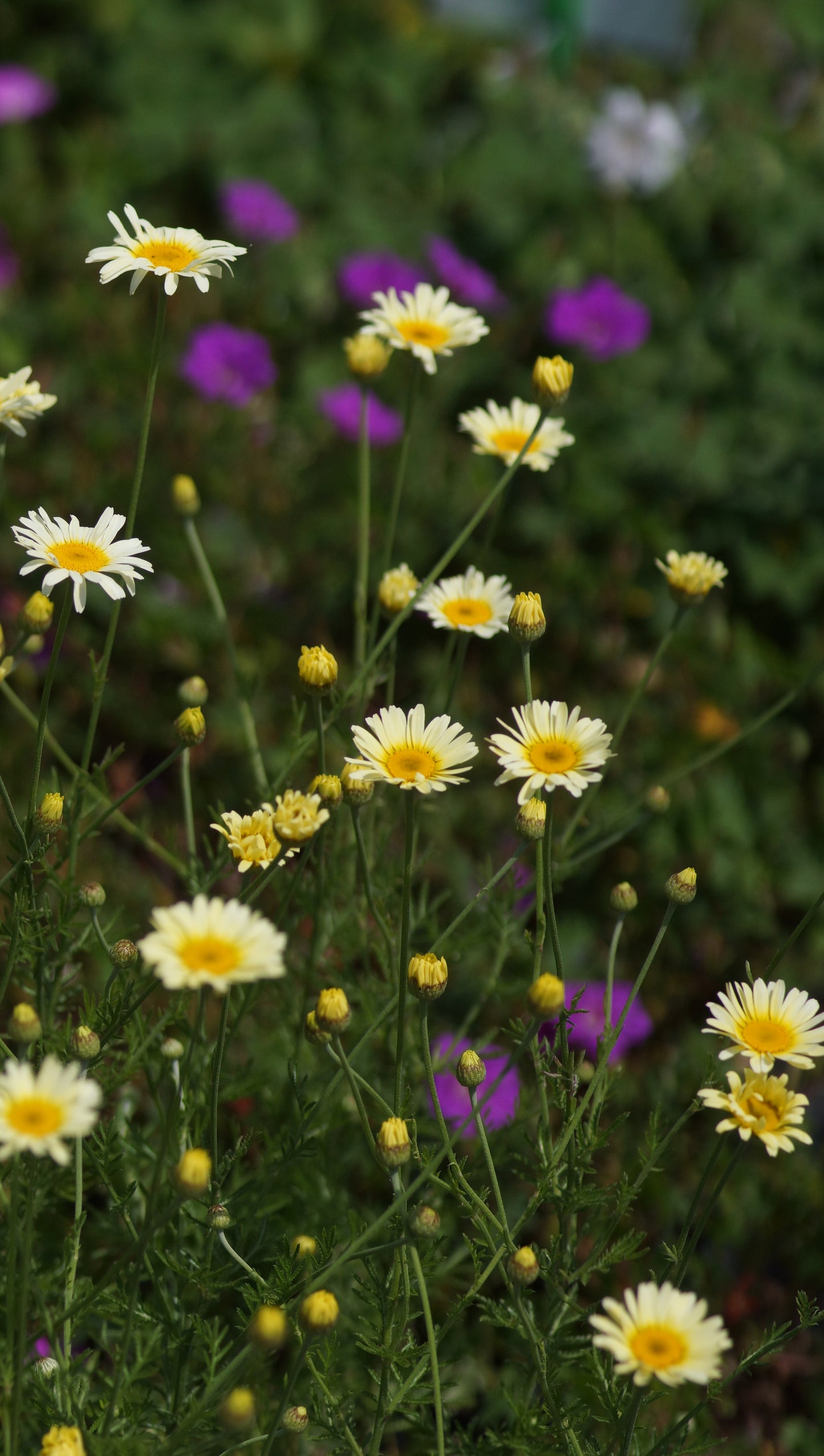 Anthemis tinctoria 'Lemon Ice' - Färberkamille