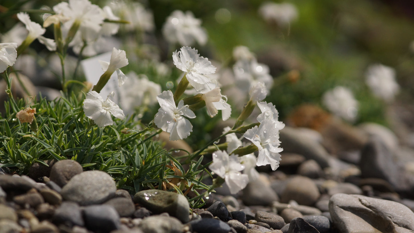 Dianthus gratianopolitanus 'La Bourboule Blanche' - Pfingst-Nelke