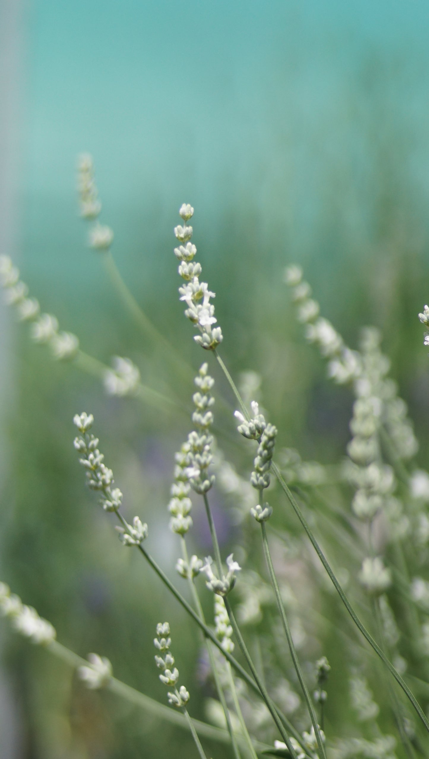 Lavandula angustifolia 'Alba' - Lavendel